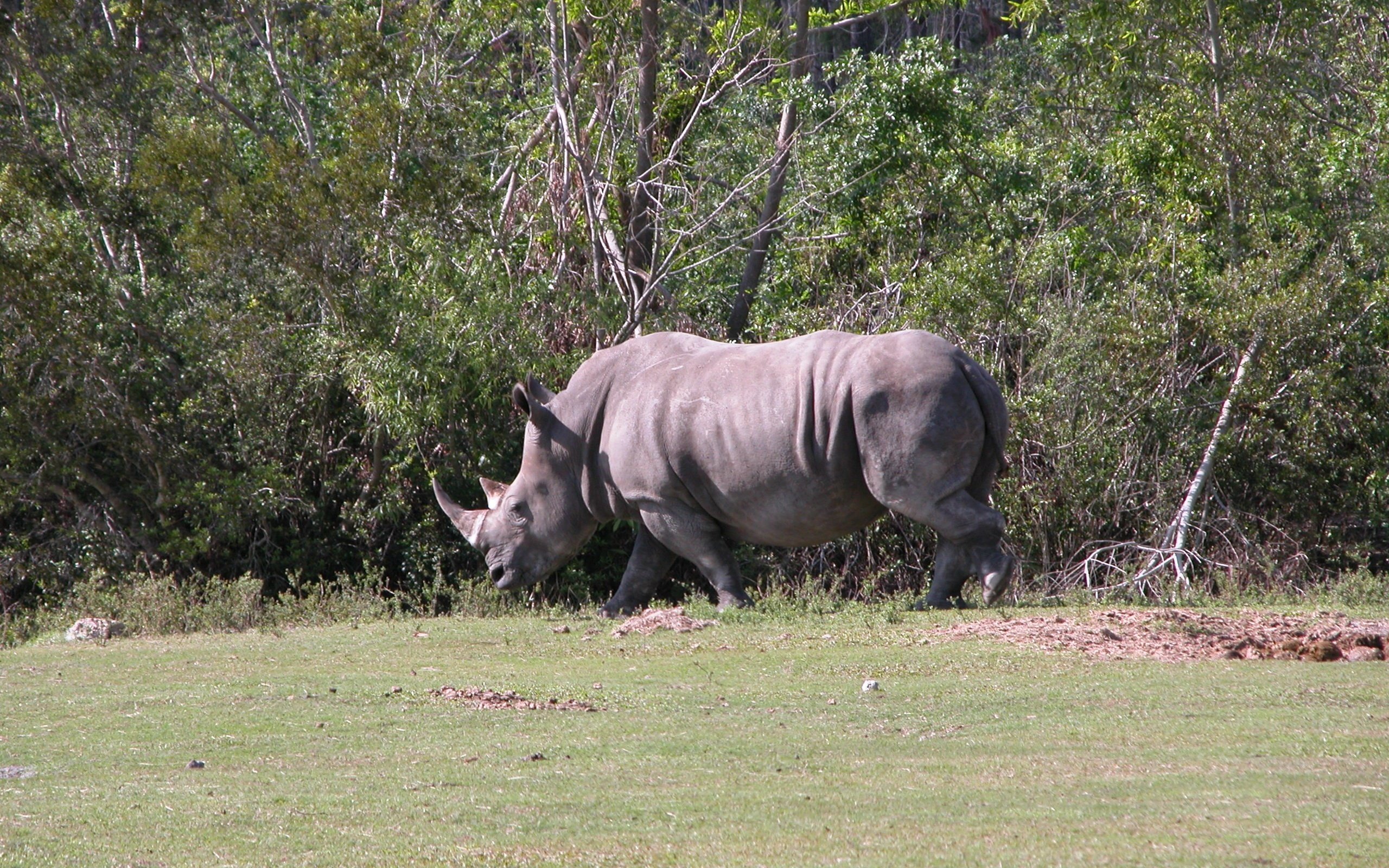 Обои трава, деревья, животные, носорог, grass, trees, animals, rhino разрешение 2560x1704 Загрузить