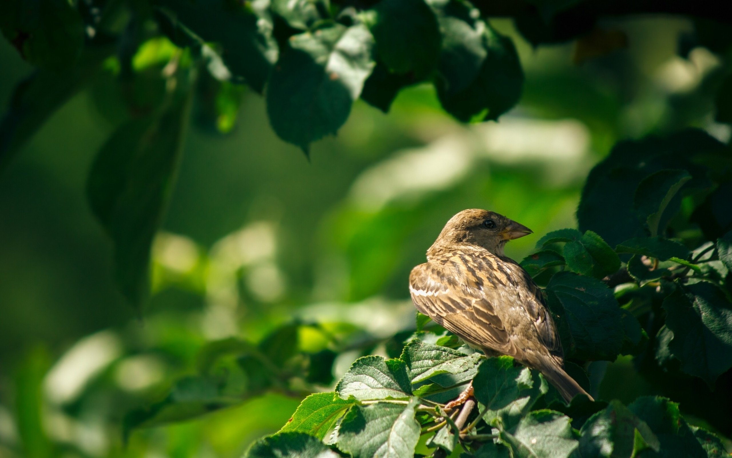 Обои ветка, листья, птицы, воробей, branch, leaves, birds, sparrow разрешение 2880x1620 Загрузить