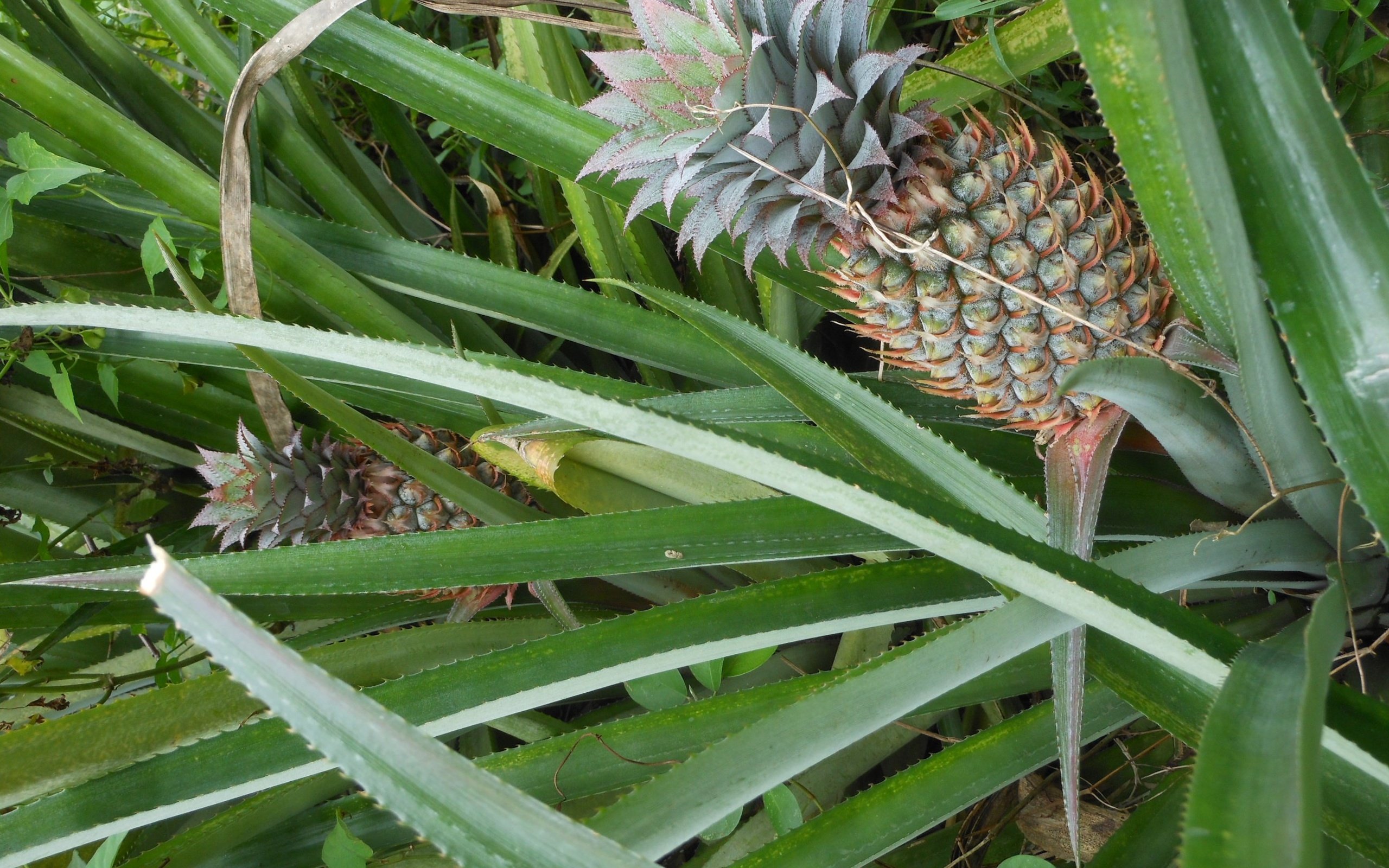 Обои природа, растение, ананас, nature, plant, pineapple разрешение 2592x1944 Загрузить