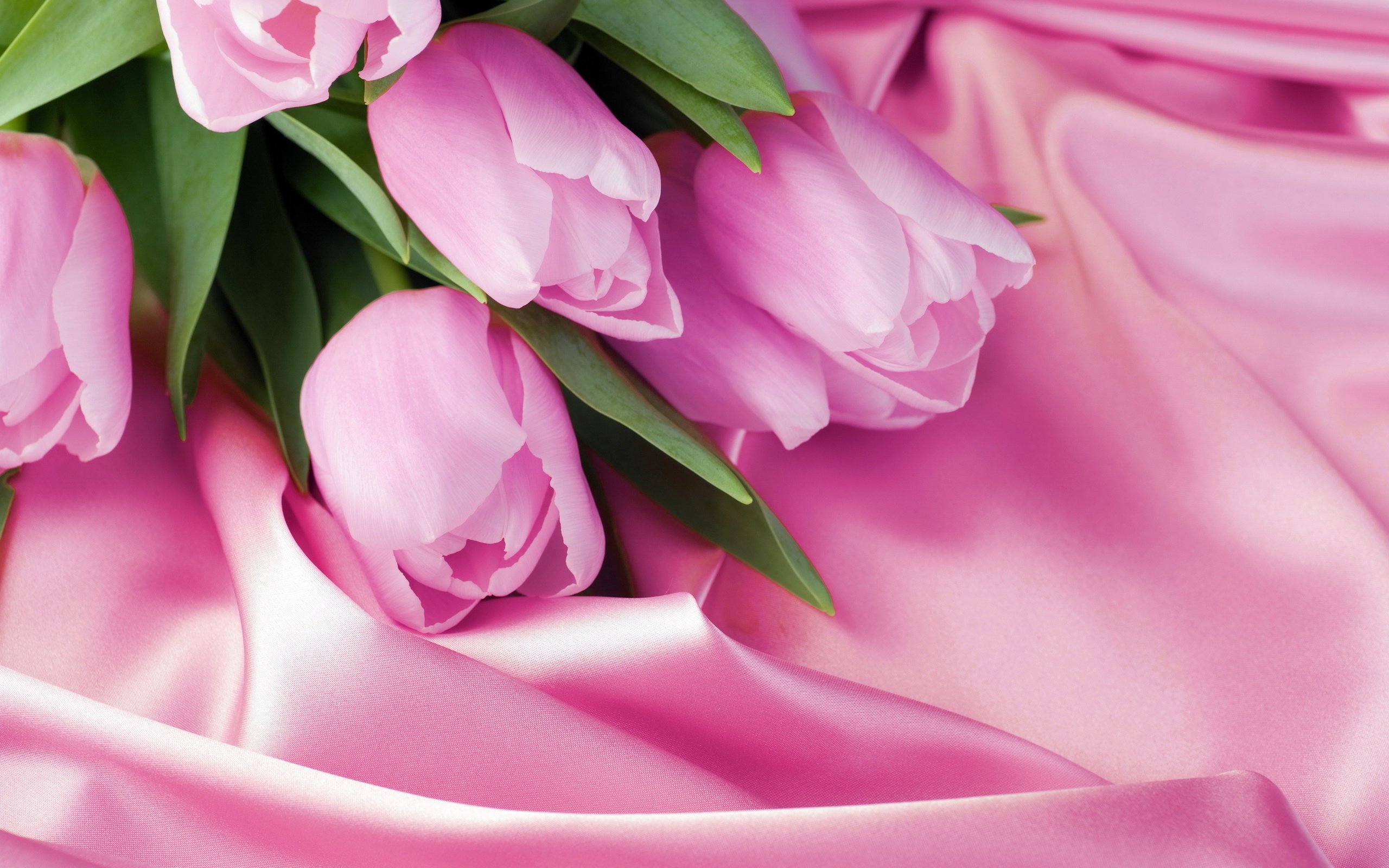 Обои розовый, тюльпаны, 8 марта, шелк, pink, tulips, march 8, silk разрешение 2880x1800 Загрузить