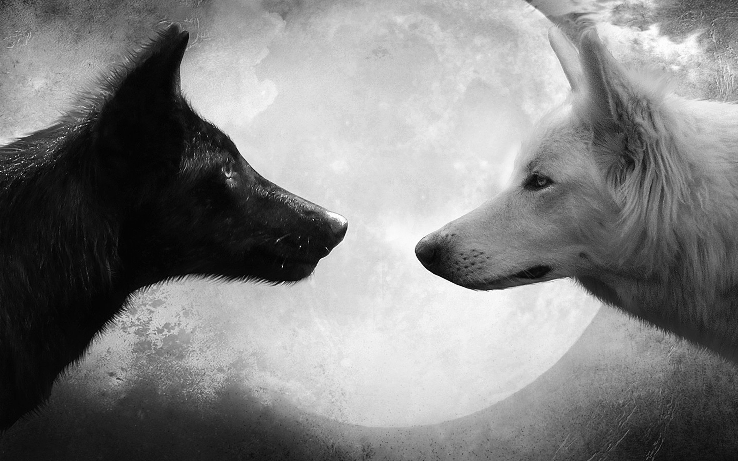 Обои черный, белый, волк, чёрное и белое, black, white, wolf, black and white разрешение 2560x1920 Загрузить