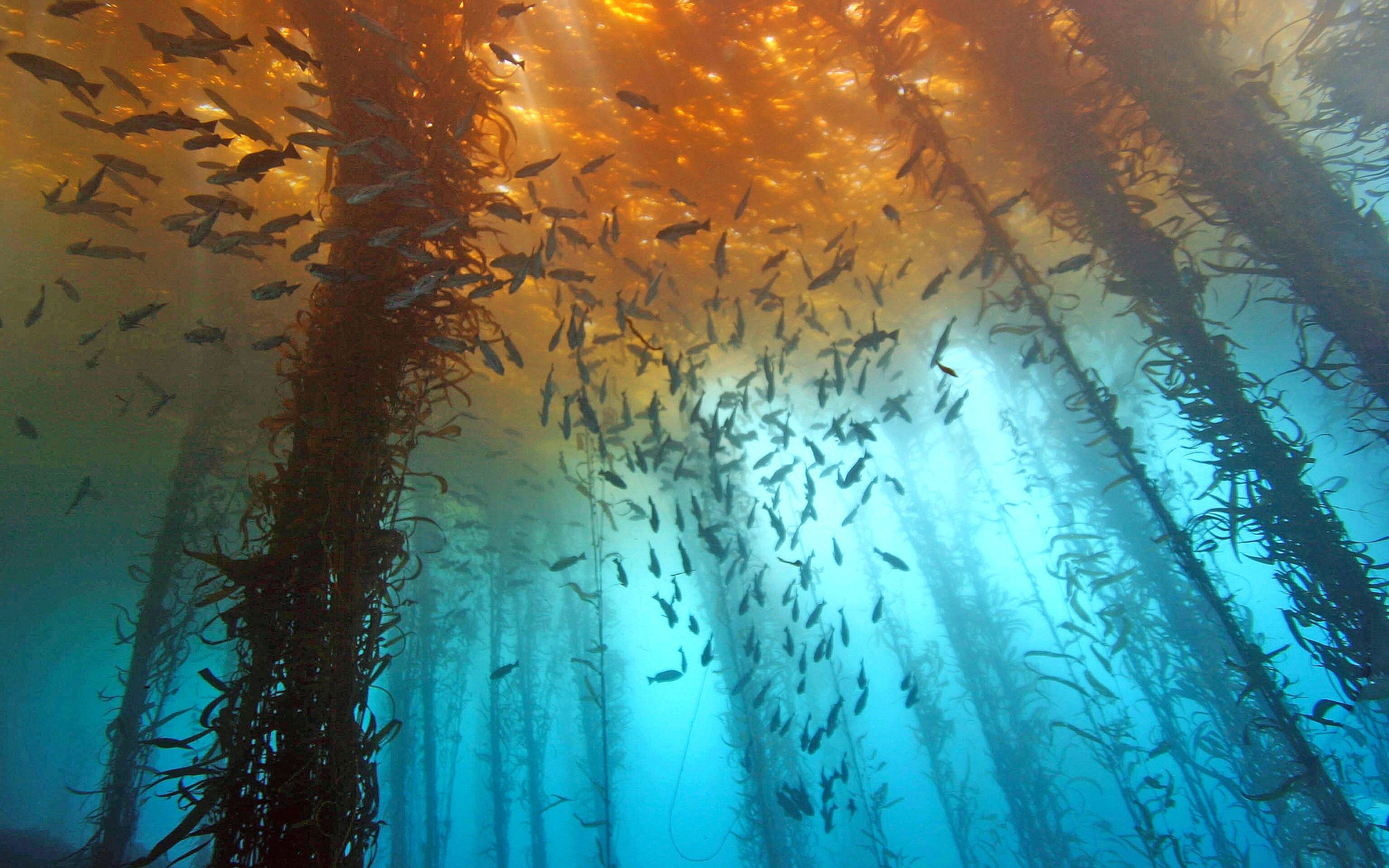 Обои море, водоросли, рыба, подводный мир, sea, algae, fish, underwater world разрешение 3072x2010 Загрузить