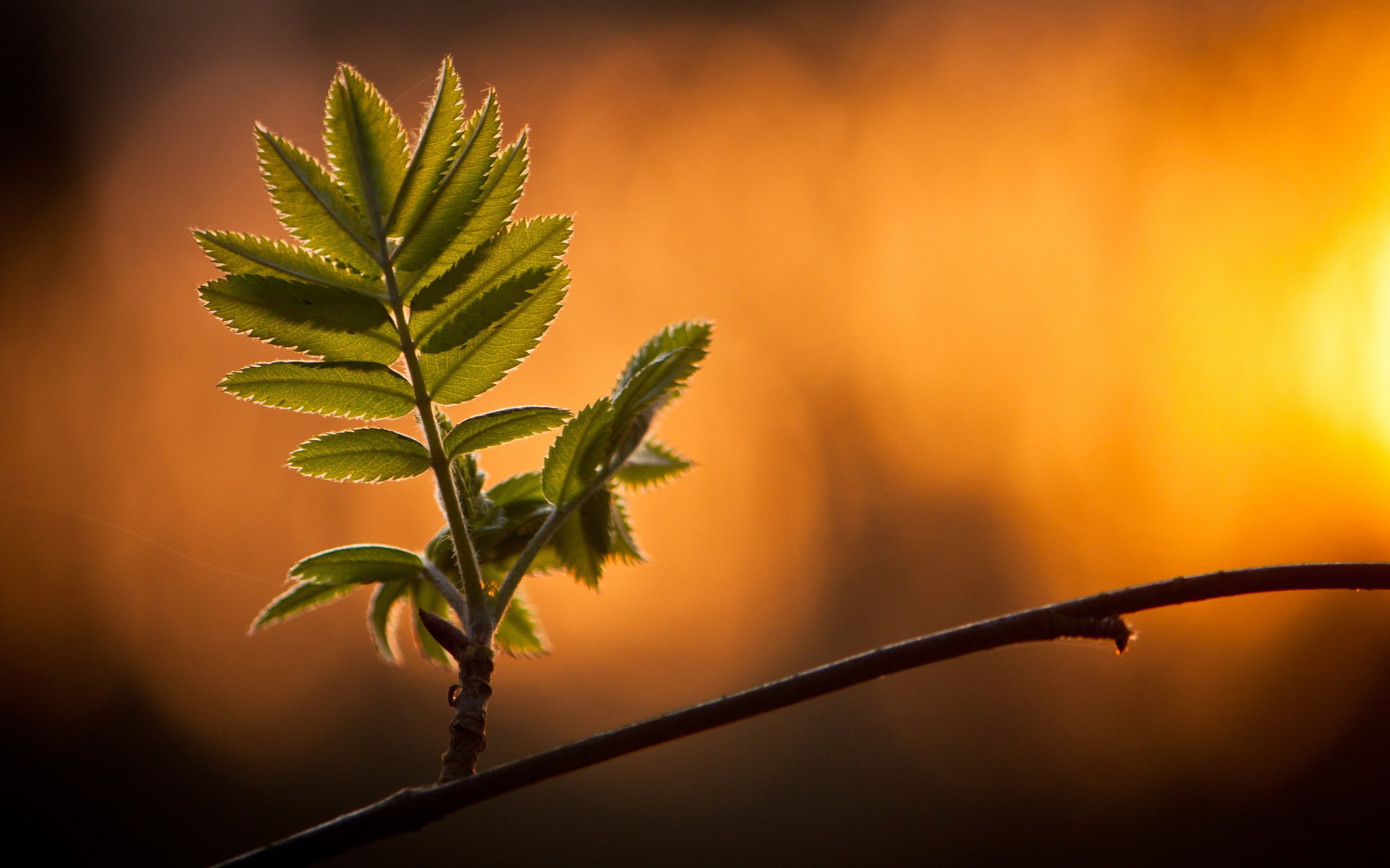 Обои ветка, природа, листья, макро, фон, зеленые листья, branch, nature, leaves, macro, background, green leaves разрешение 3000x2000 Загрузить