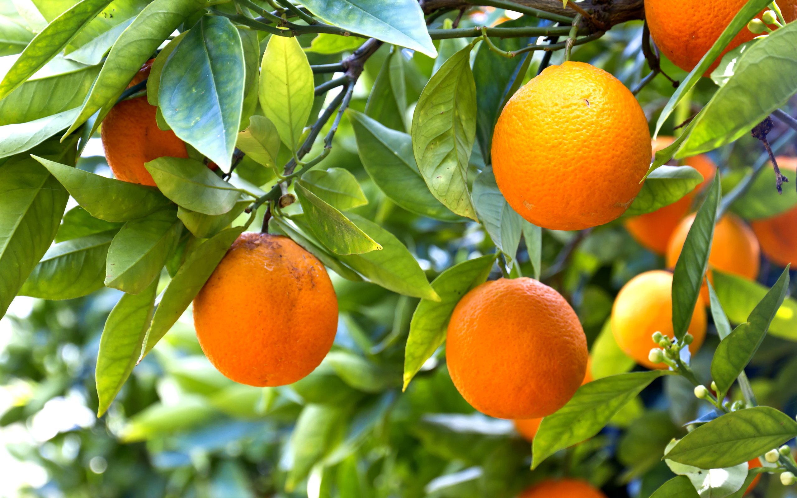 Обои дерево, фрукты.апельсины, tree, fruit.oranges разрешение 5184x3456 Загрузить