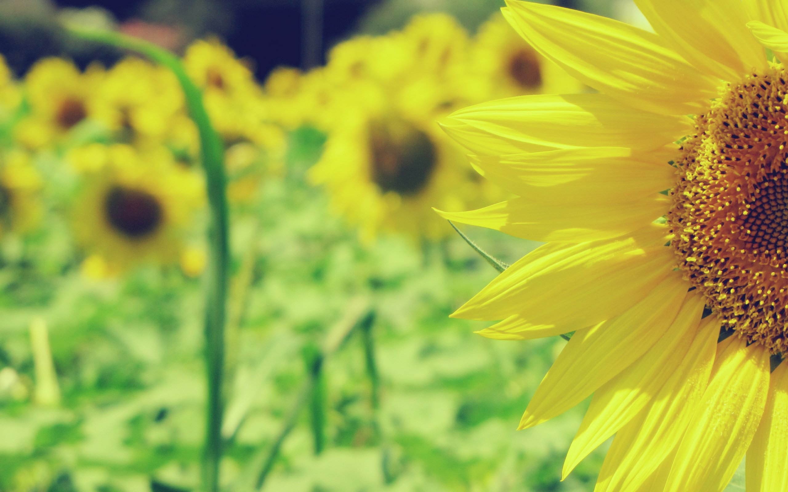 Обои природа, поле, подсолнухи, желтые, nature, field, sunflowers, yellow разрешение 2816x2112 Загрузить