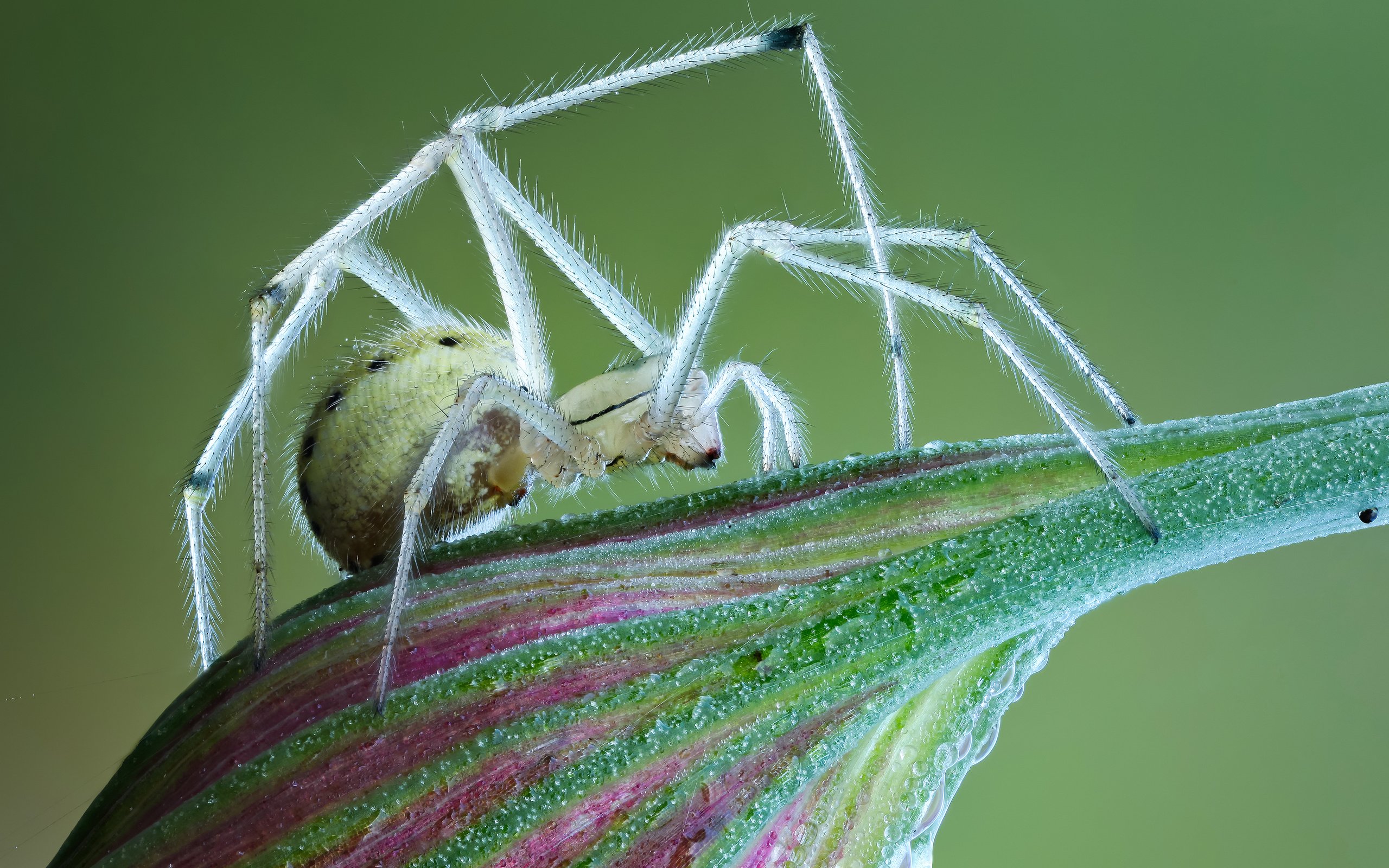 Обои макро, цветок, насекомые, паук, macro, flower, insects, spider разрешение 3600x2425 Загрузить