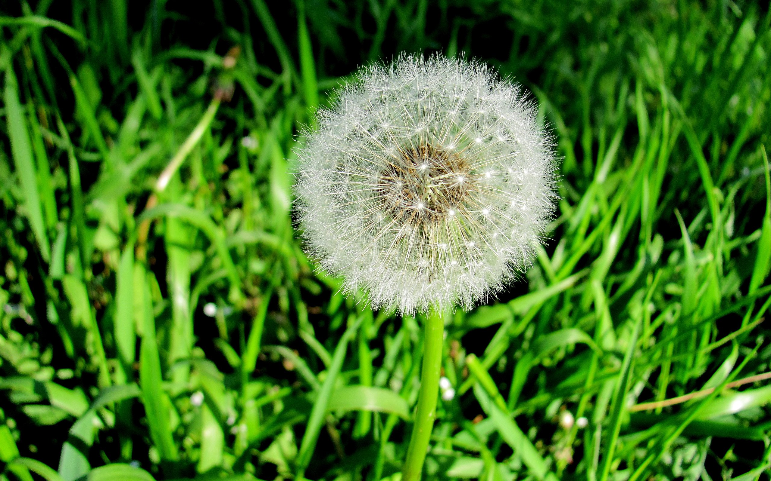 Обои трава, природа, зелень, цветок, одуванчик, grass, nature, greens, flower, dandelion разрешение 3648x2736 Загрузить