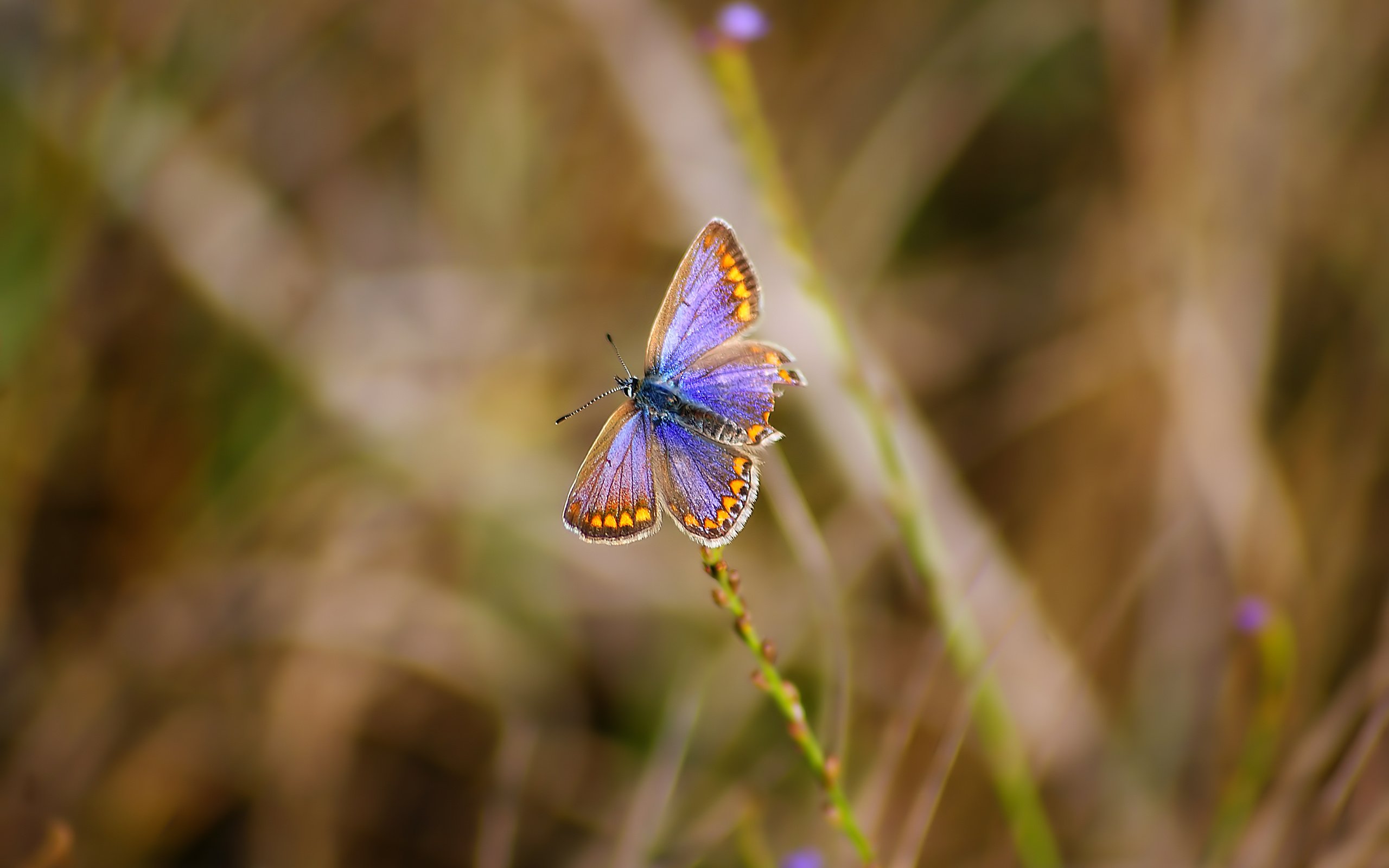 Обои трава, природа, бабочка, насекомые, grass, nature, butterfly, insects разрешение 3872x2592 Загрузить