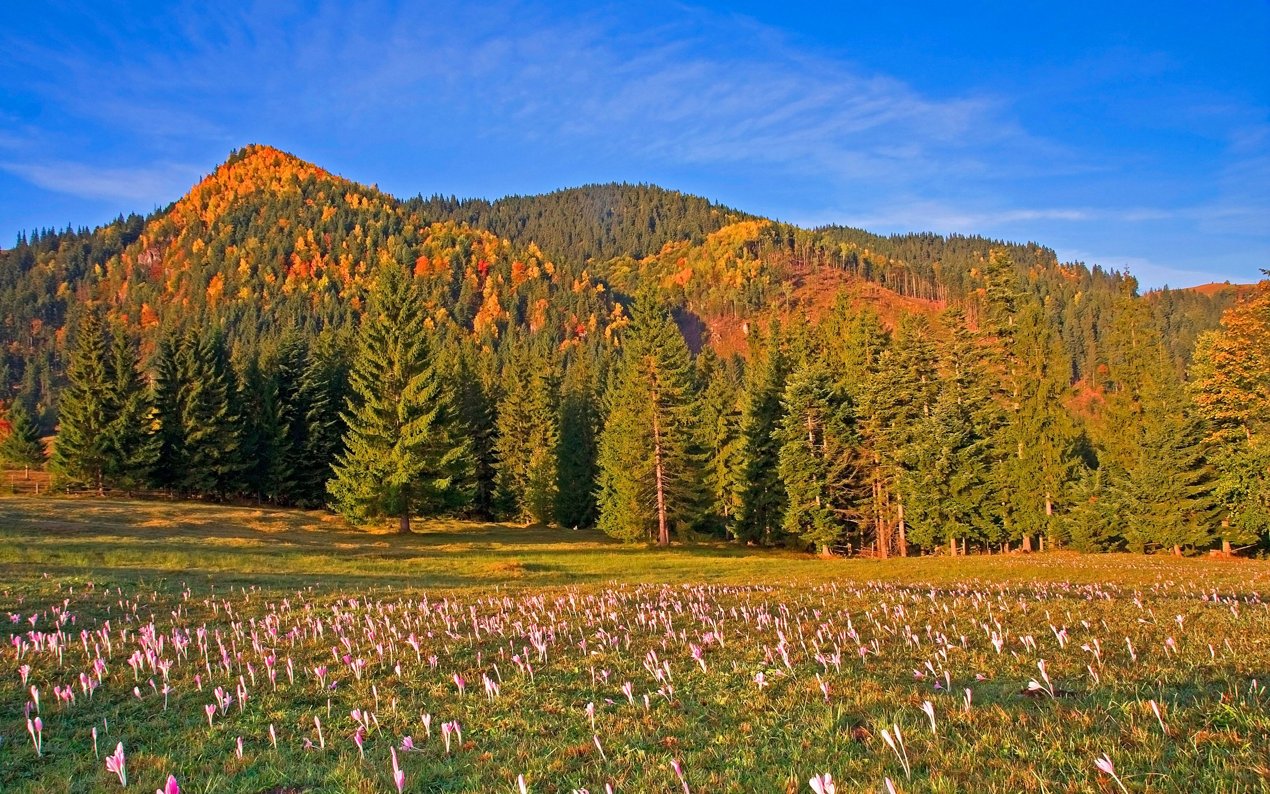 Обои небо, цветы, деревья, горы, лес, луг, румыния, the sky, flowers, trees, mountains, forest, meadow, romania разрешение 3000x2000 Загрузить