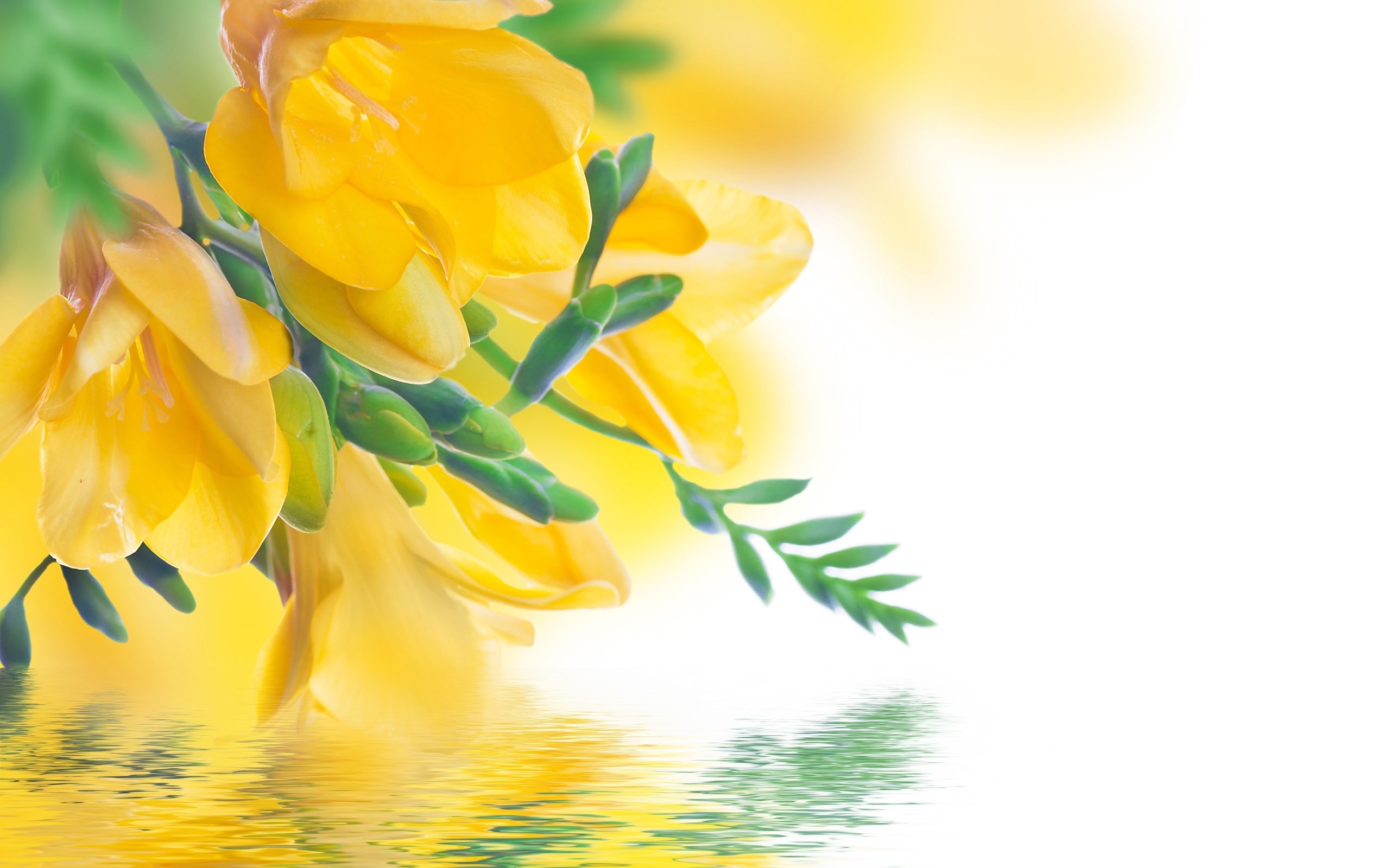 Обои цветы, отражение, желтые, фрезия, flowers, reflection, yellow, freesia разрешение 4000x3003 Загрузить