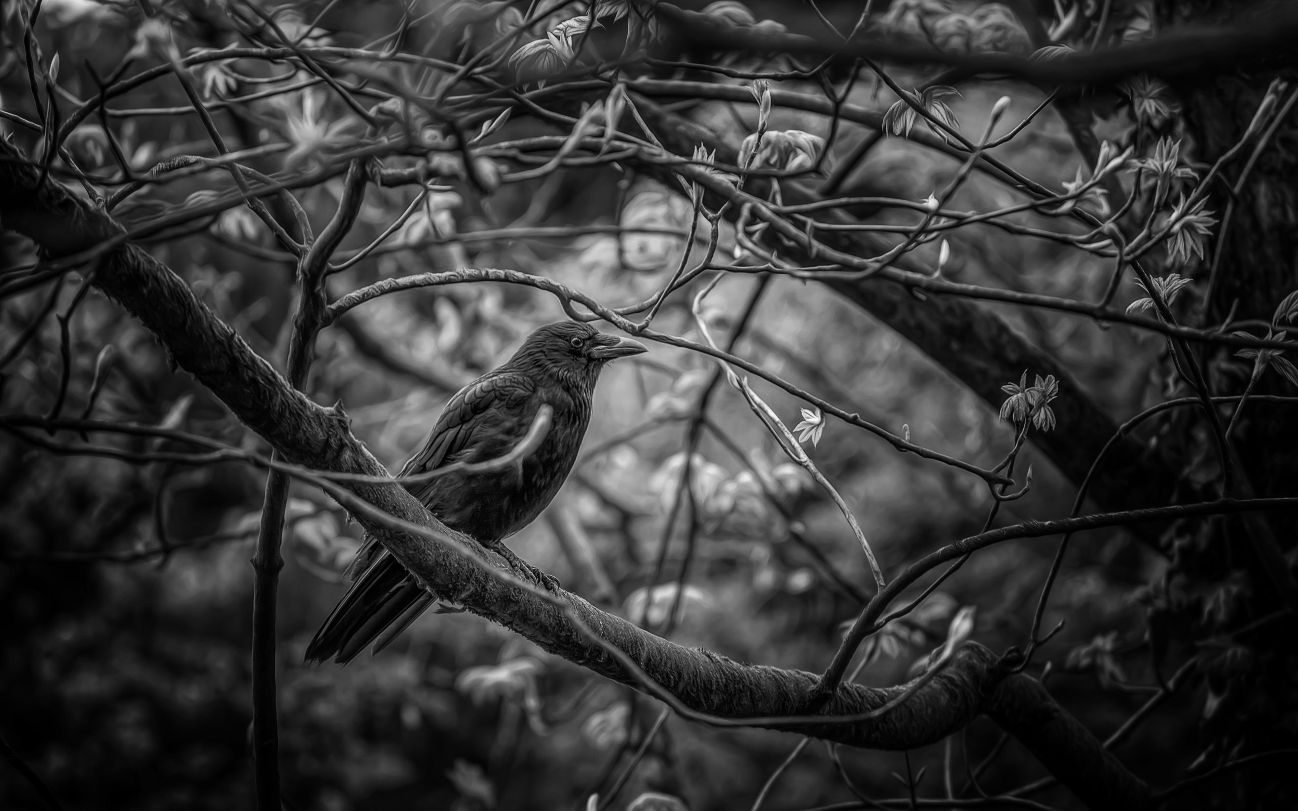 Обои дерево, фон, птицы, ворона, tree, background, birds, crow разрешение 5616x3744 Загрузить