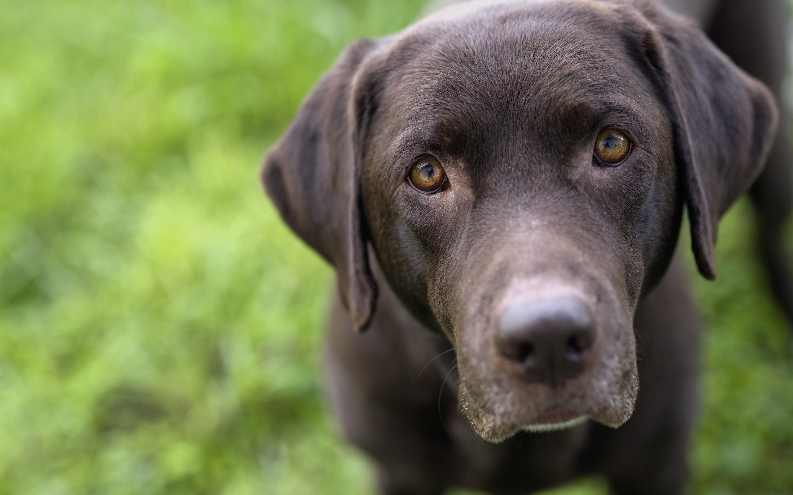 Обои взгляд, черный, собака, лабрадор-ретривер, look, black, dog, labrador retriever разрешение 2560x1707 Загрузить