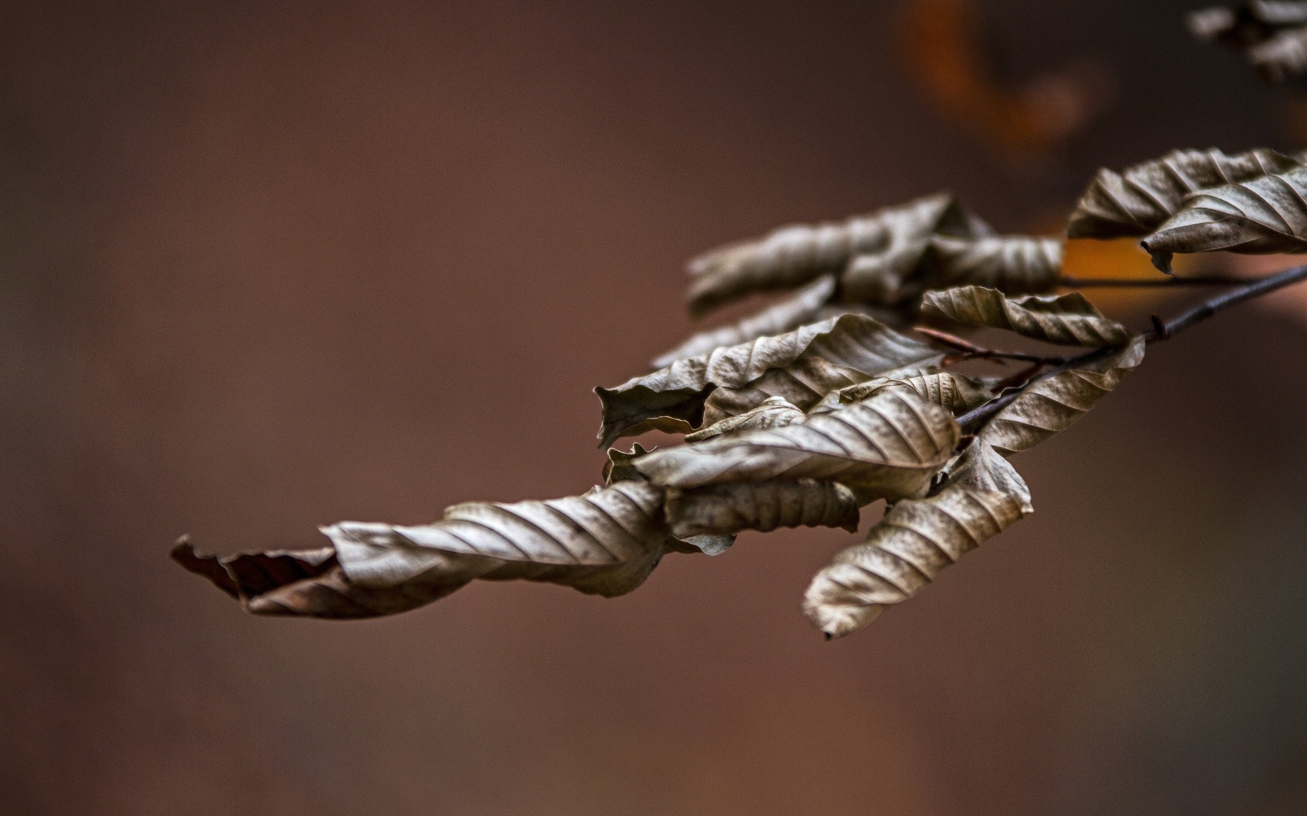 Обои ветка, природа, листья, макро, осень, сухие, branch, nature, leaves, macro, autumn, dry разрешение 2592x1728 Загрузить