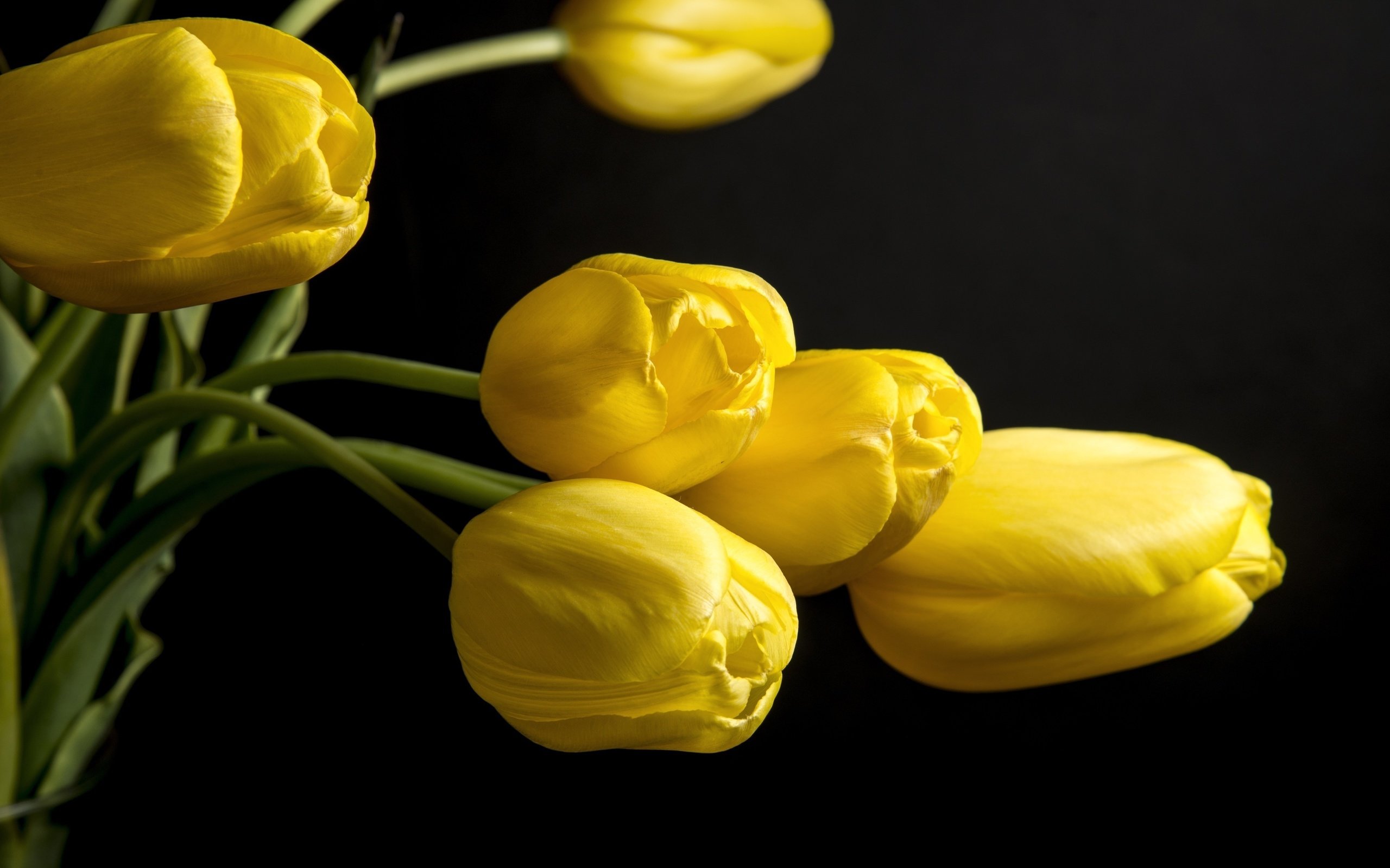 Обои цветы, бутоны, фон, черный, тюльпаны, желтые, flowers, buds, background, black, tulips, yellow разрешение 4000x2630 Загрузить