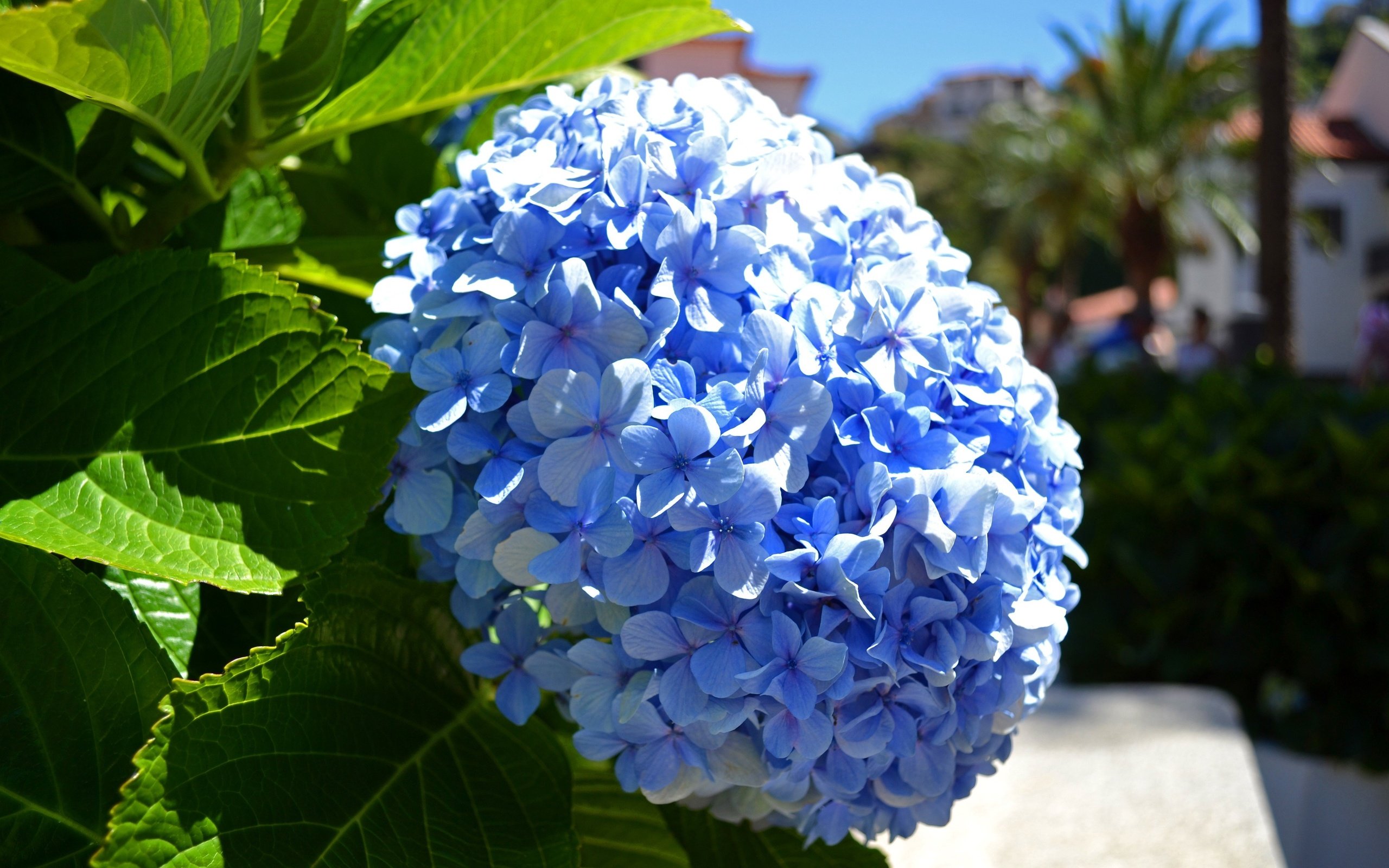 Обои цветы, макро, голубая, гортензия, flowers, macro, blue, hydrangea разрешение 3600x2400 Загрузить