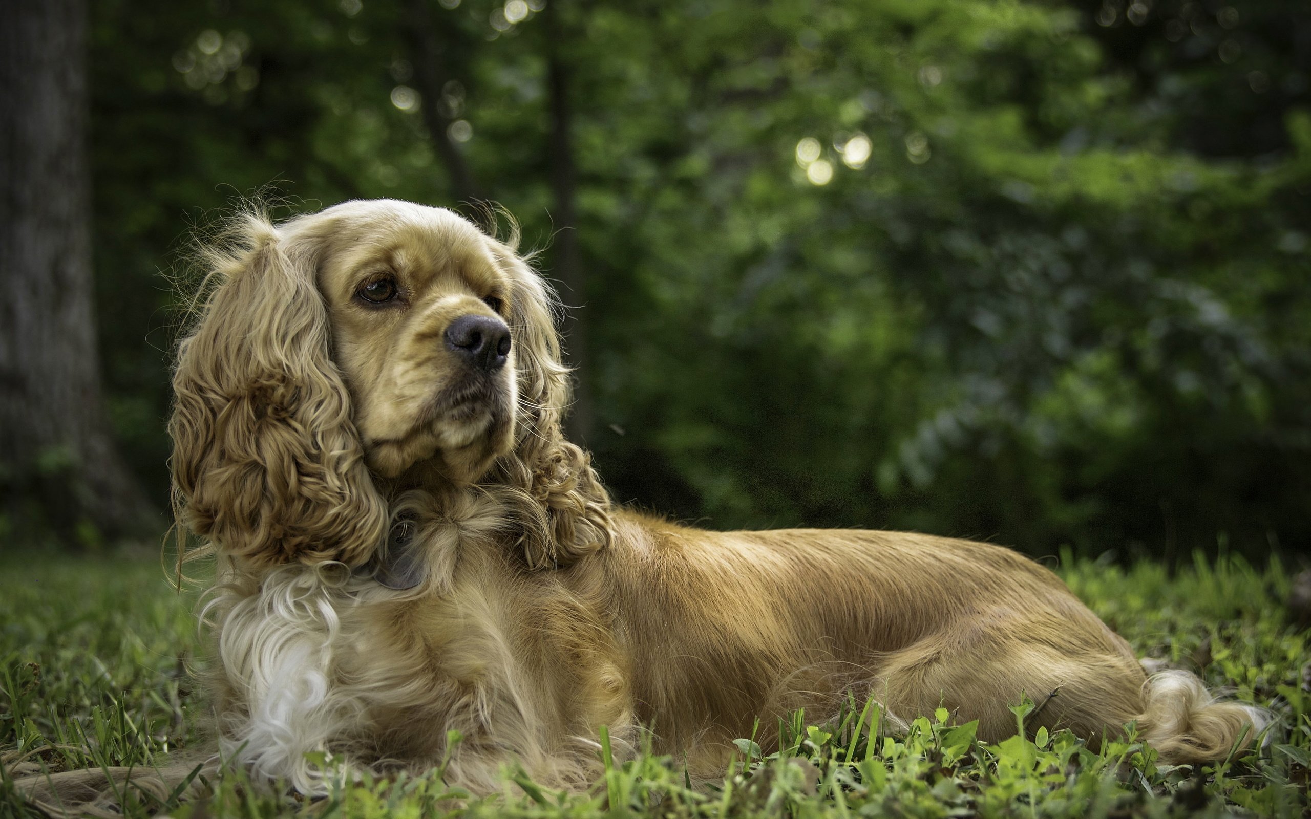 Обои трава, природа, собака, спаниель, кокер-спаниель, grass, nature, dog, spaniel, cocker spaniel разрешение 4227x3123 Загрузить