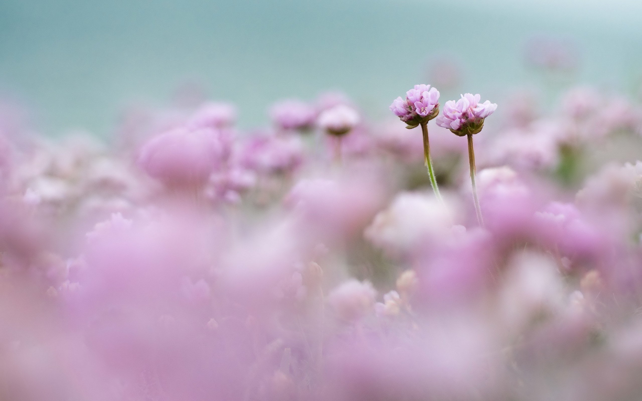 Обои цветы, поле, размытость, розовые, нежность, flowers, field, blur, pink, tenderness разрешение 2560x1696 Загрузить