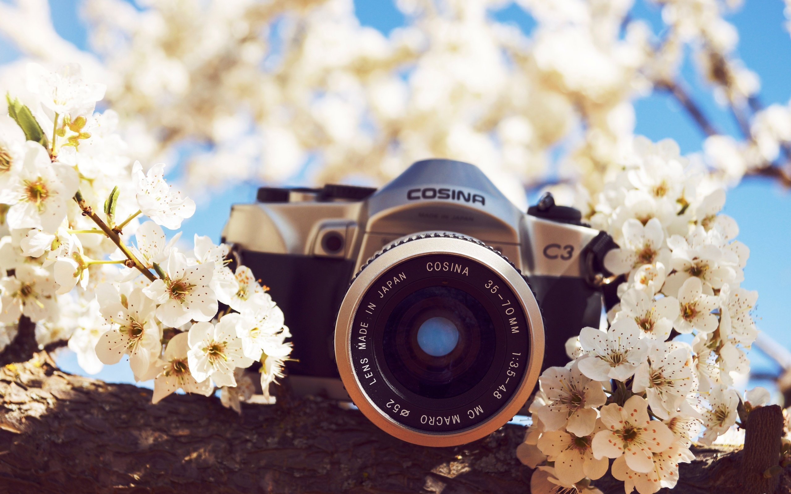 Обои цветы, природа, фотоаппарат, камера, flowers, nature, the camera, camera разрешение 6000x3711 Загрузить