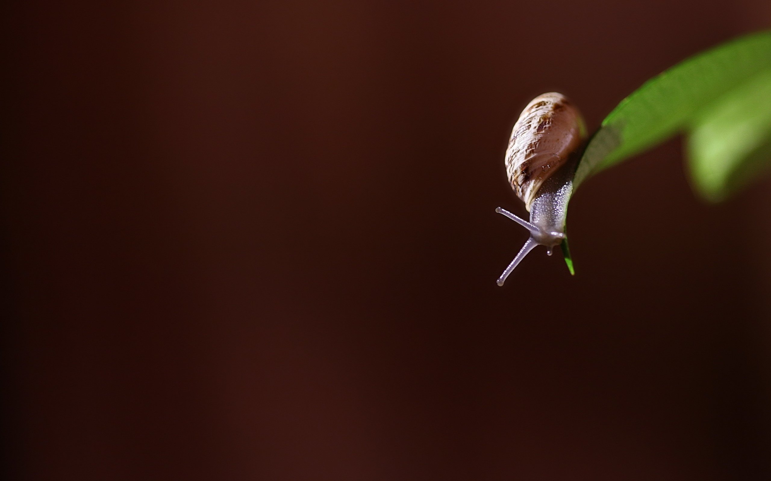 Обои природа, макро, фон, улитка, травинка, nature, macro, background, snail, a blade of grass разрешение 2560x1626 Загрузить