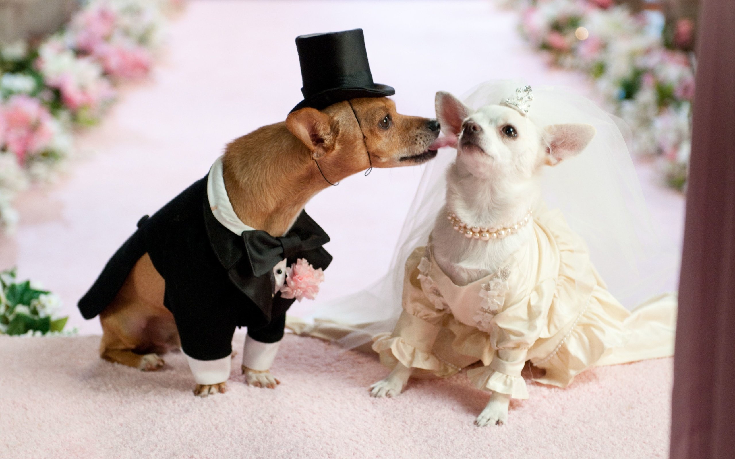Обои платье, юмор, костюм, свадьба, собаки, чихуахуа, dress, humor, costume, wedding, dogs, chihuahua разрешение 4288x2848 Загрузить