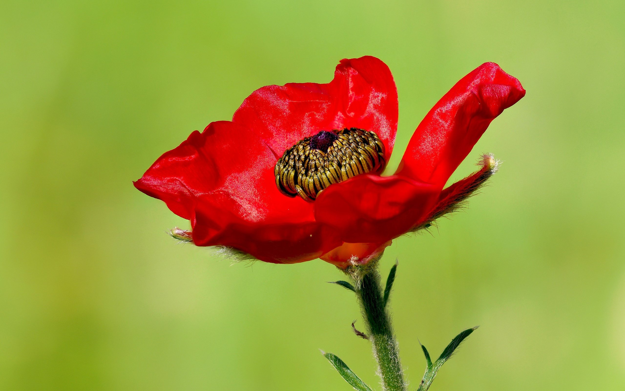 Обои макро, цветок, красный, мак, ziva & amir, macro, flower, red, mac разрешение 4190x2771 Загрузить