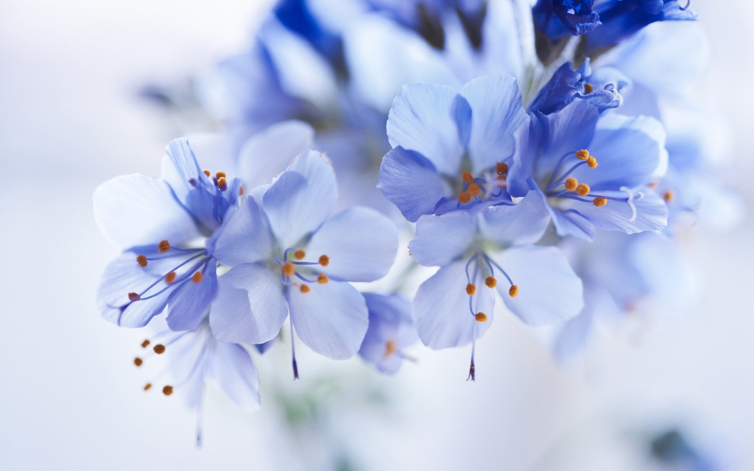 белые и голубые цветы ветки бесплатно