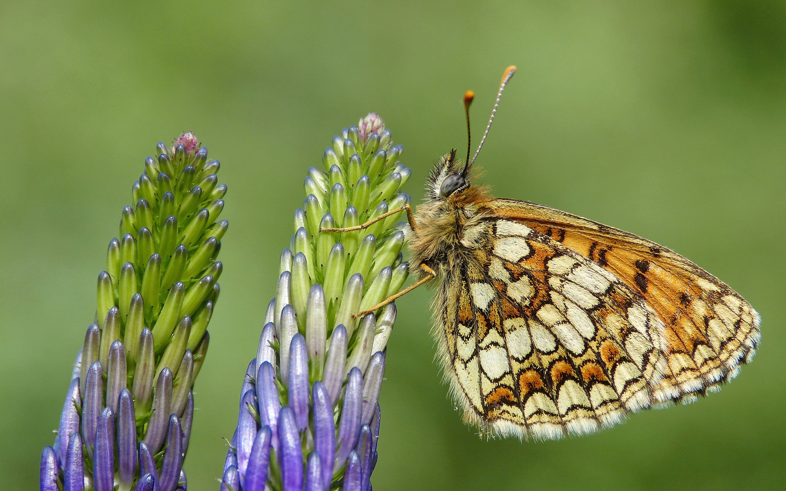 Обои цветы, насекомое, бабочка, крылья, растение, перламутровка, flowers, insect, butterfly, wings, plant разрешение 3000x2004 Загрузить