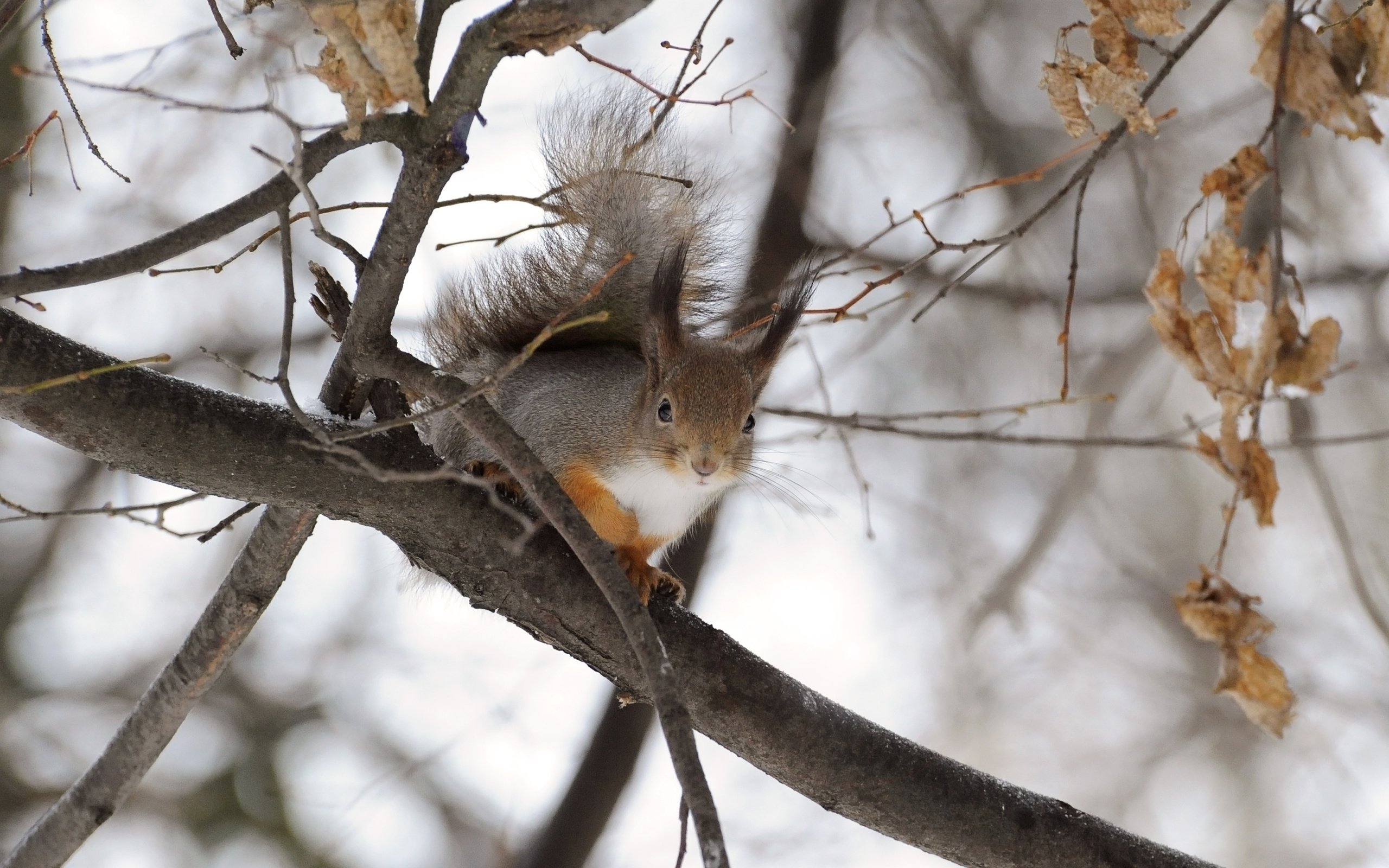 Обои дерево, зима, ветки, животное, белка, грызун, anna verdina, tree, winter, branches, animal, protein, rodent разрешение 3264x2412 Загрузить