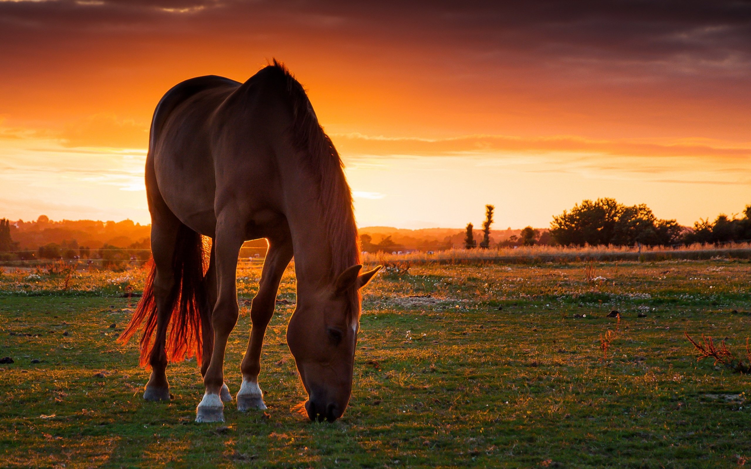 Обои лошадь, закат, поле, пастбище, конь, horse, sunset, field, pasture разрешение 3000x2000 Загрузить