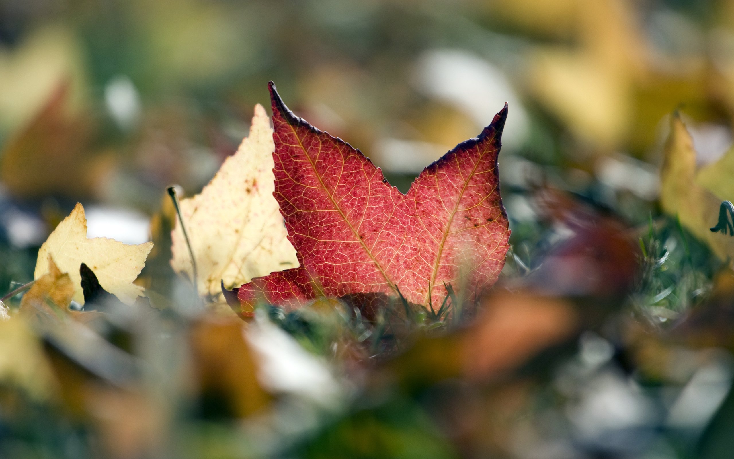 Обои природа, листья, макро, листва, осень, nature, leaves, macro, foliage, autumn разрешение 4064x2709 Загрузить