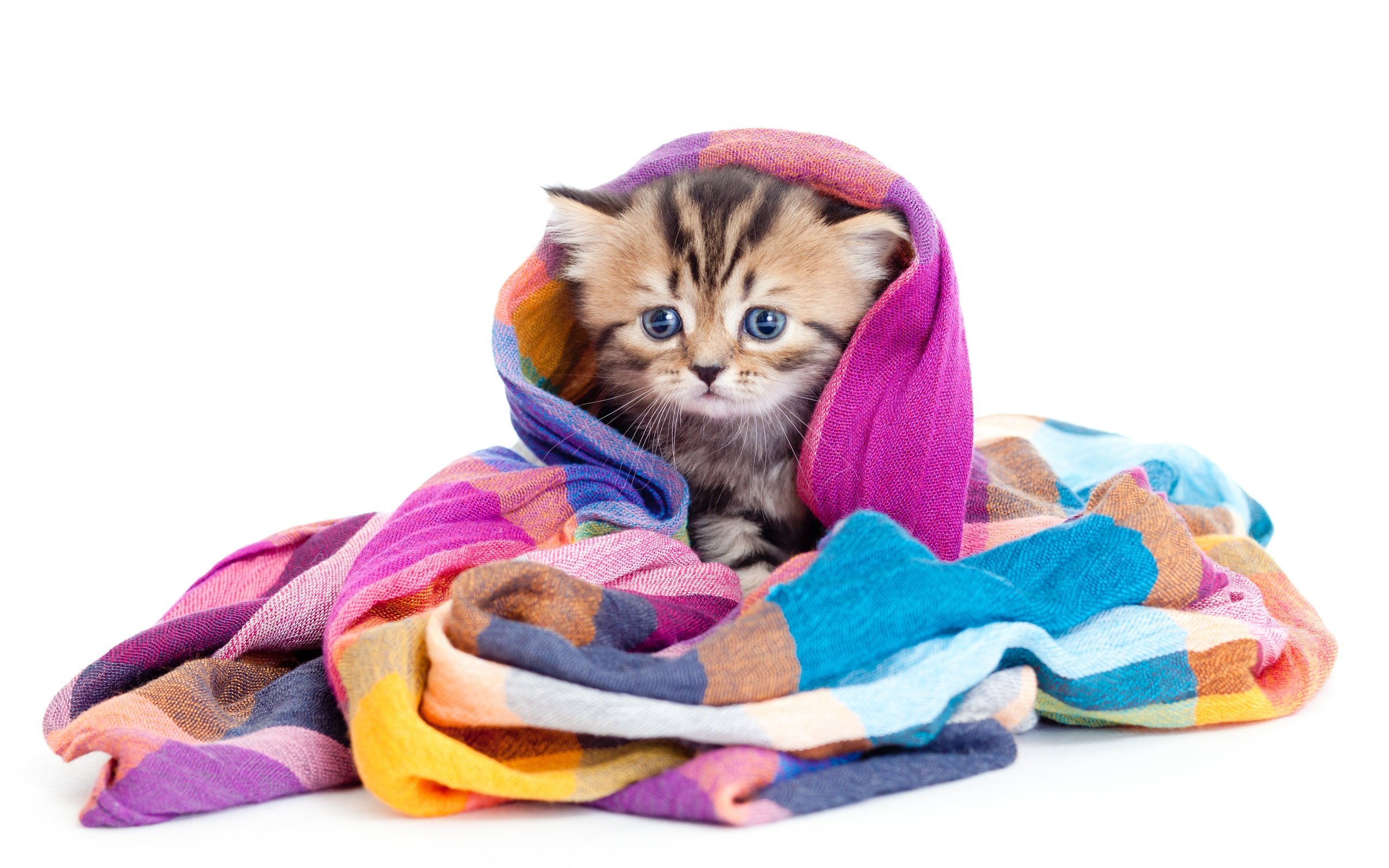 Обои мордочка, кошка, взгляд, котенок, разноцветная, малыш, шаль, muzzle, cat, look, kitty, colorful, baby, shawl разрешение 5297x3370 Загрузить