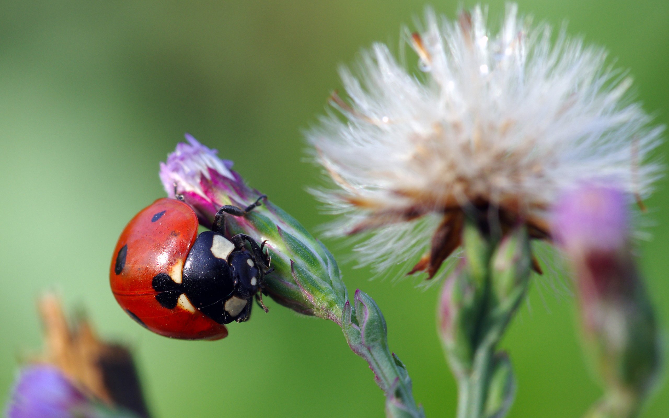 Обои жук, макро, насекомое, цветок, божья коровка, ziva & amir, beetle, macro, insect, flower, ladybug разрешение 3786x2397 Загрузить