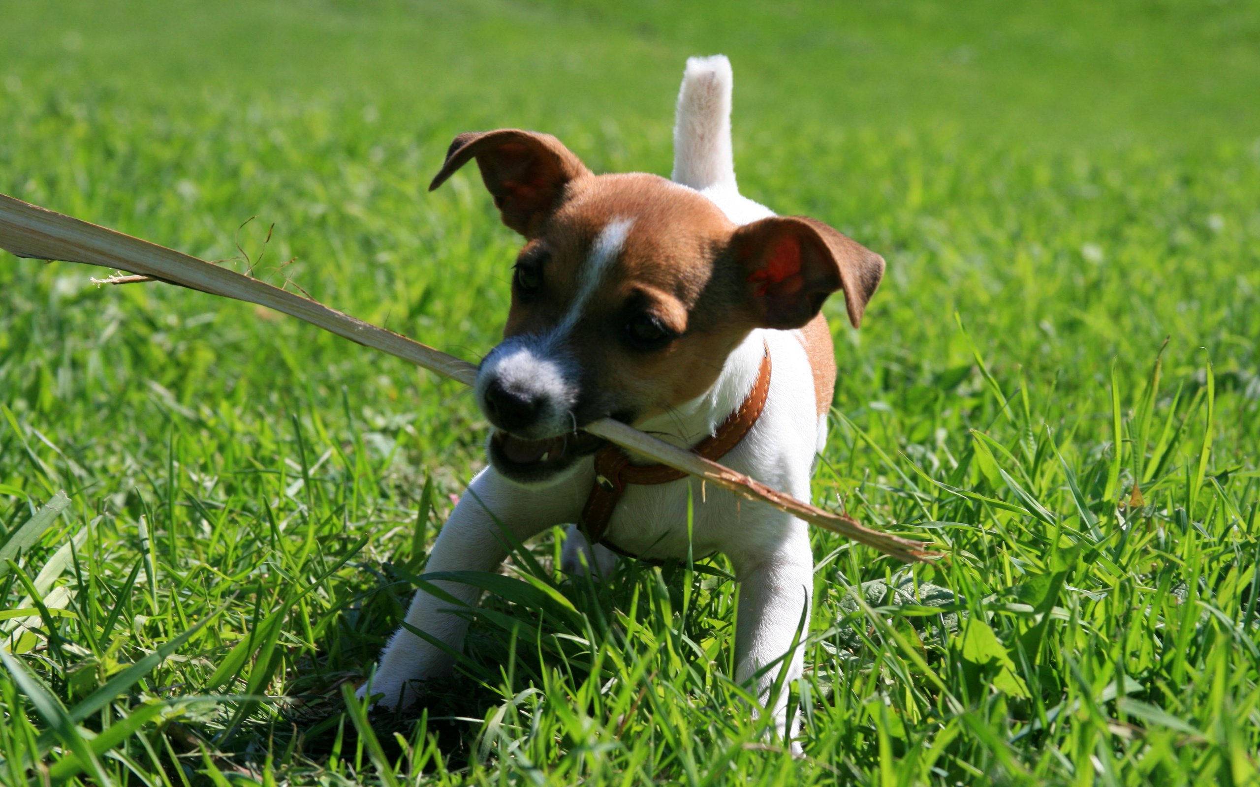 Обои собака, щенок, игра, палка, джек-рассел-терьер, dog, puppy, the game, stick, jack russell terrier разрешение 3888x2592 Загрузить