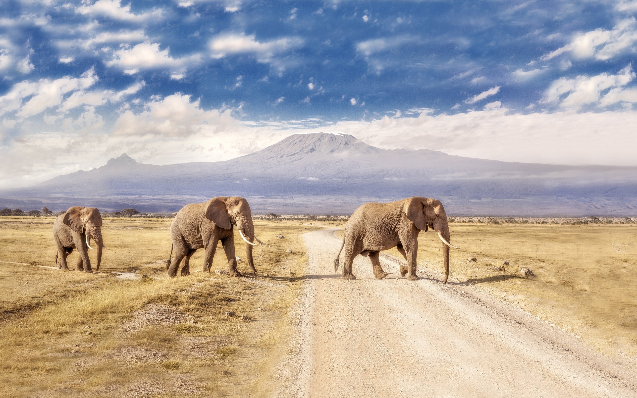 Обои дорога, горы, пейзаж, слоны, road, mountains, landscape, elephants разрешение 3840x2160 Загрузить