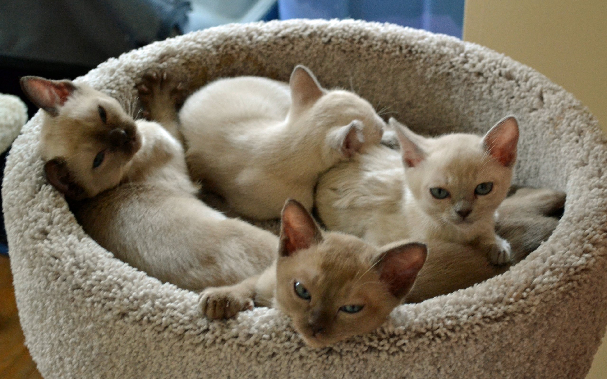 Обои кошки, котята, мордочки, тонкинез, cats, kittens, faces, tonkinese разрешение 4608x3072 Загрузить