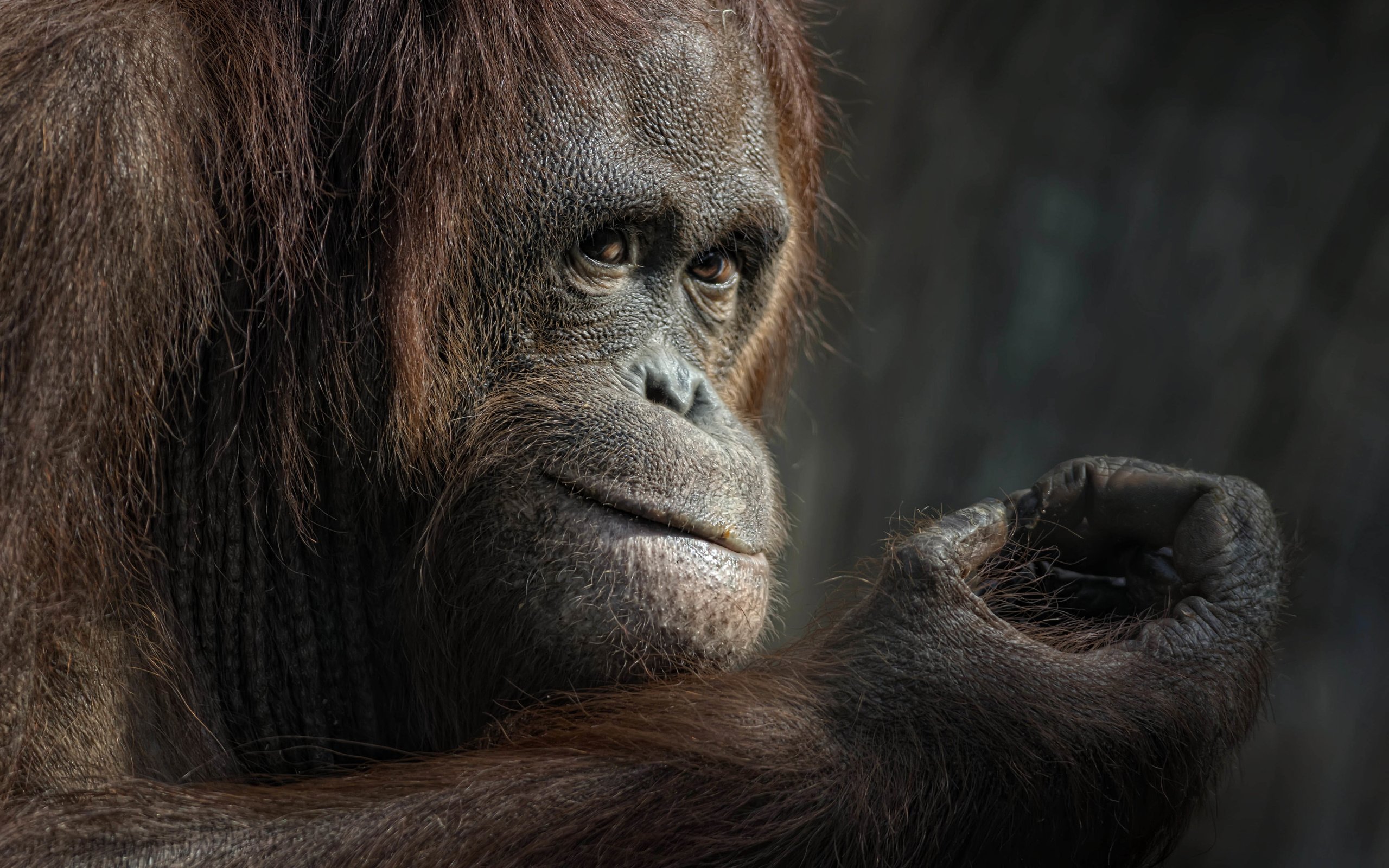 Обои взгляд, животное, обезьяна, примат, орангутанг, ellen-ow, look, animal, monkey, the primacy of, orangutan разрешение 4920x3280 Загрузить