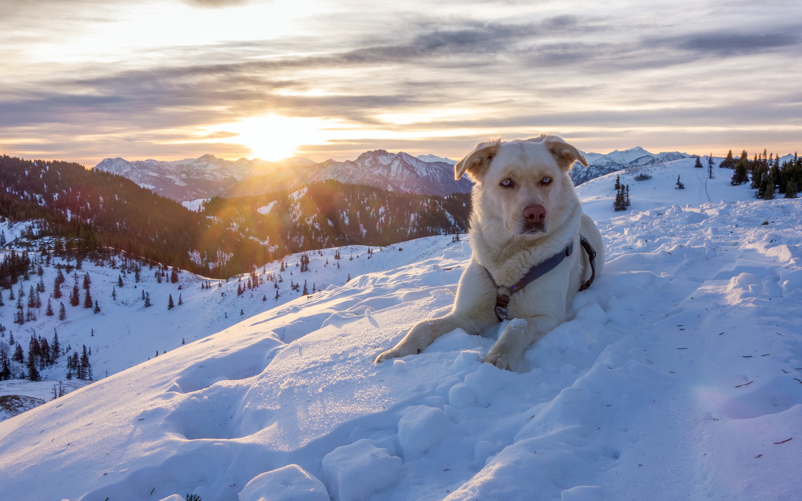 Обои горы, снег, природа, зима, австрия, собака, пес, альпы, mountains, snow, nature, winter, austria, dog, alps разрешение 3200x1800 Загрузить