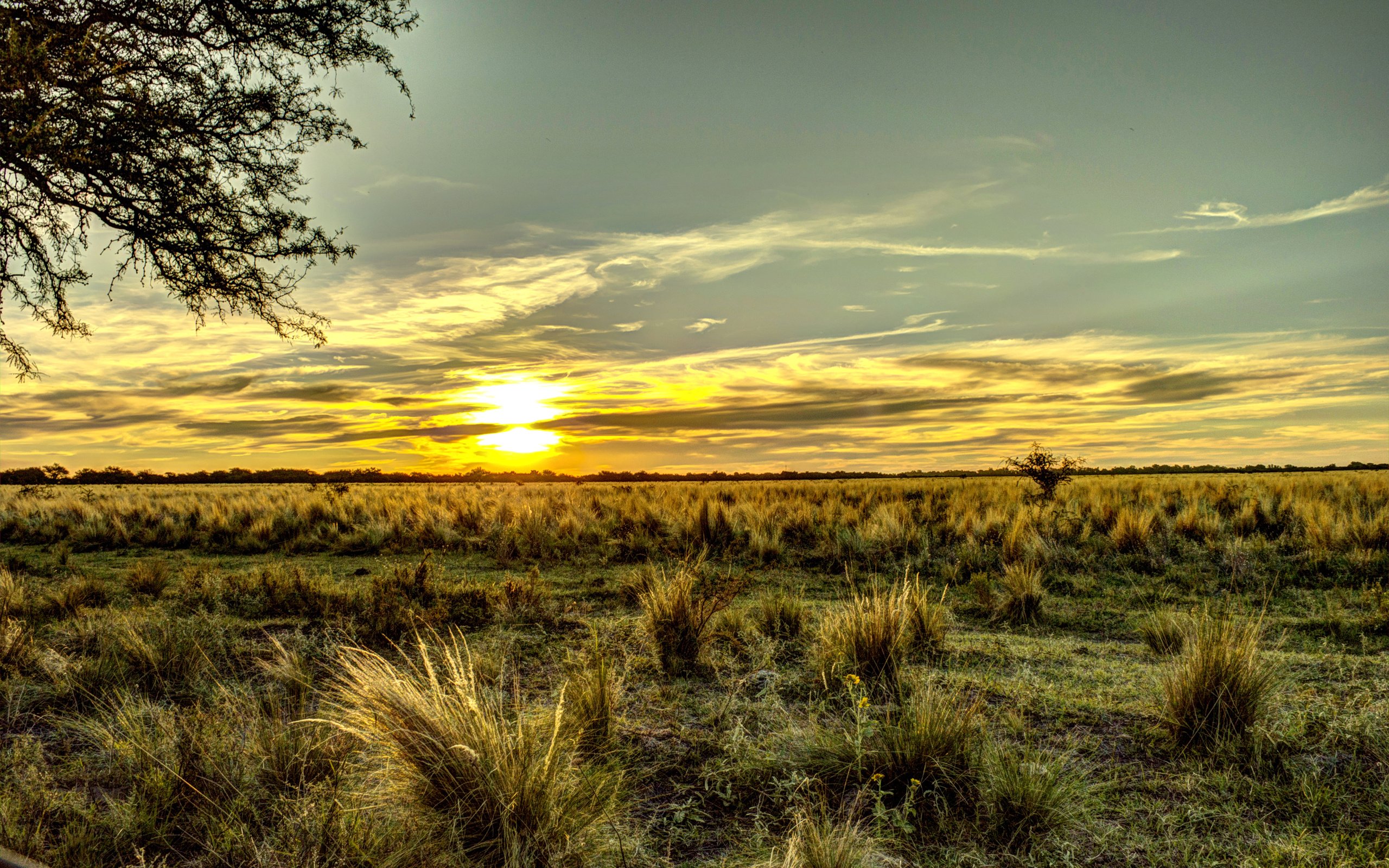 Обои небо, трава, поле, горизонт, рассвет, аргентина, the sky, grass, field, horizon, dawn, argentina разрешение 3008x2000 Загрузить