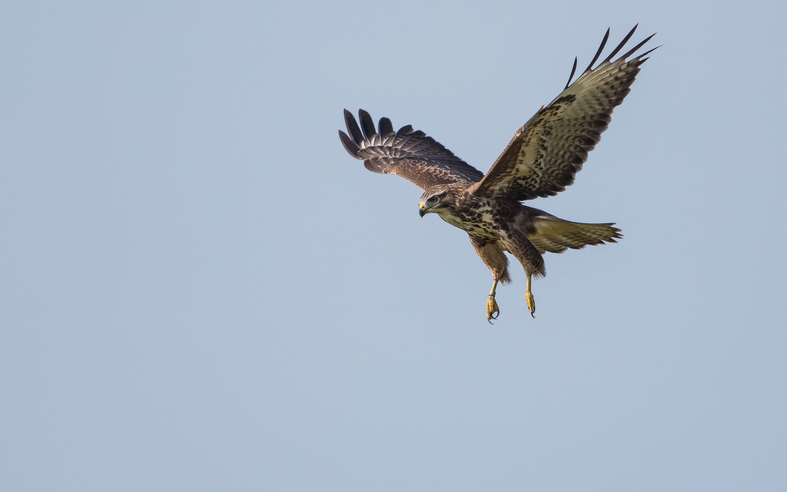 Обои полет, крылья, хищник, птица, канюк, flight, wings, predator, bird, buzzard разрешение 3393x2262 Загрузить