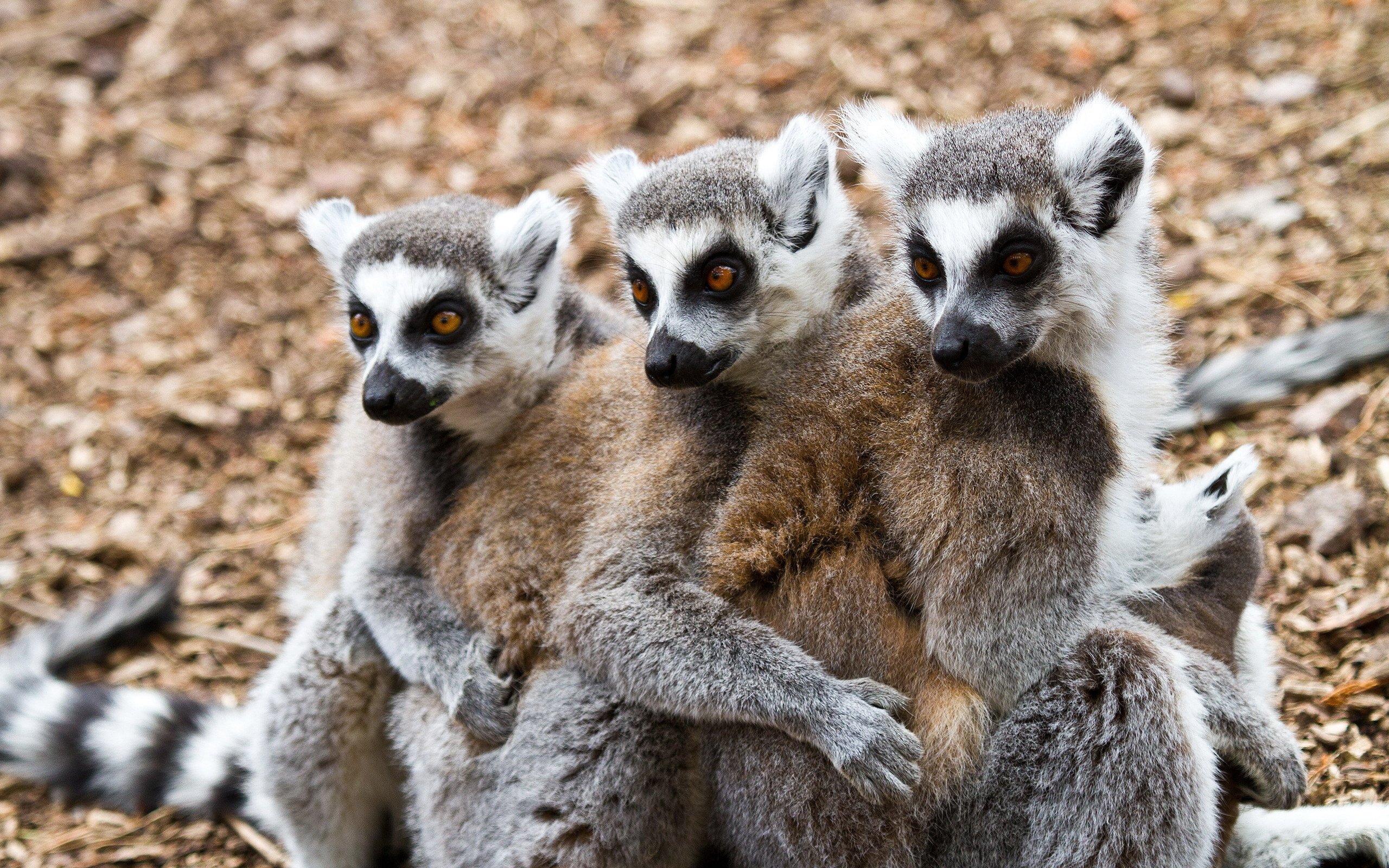 Обои животные, лемуры, animals, lemurs разрешение 2560x1700 Загрузить