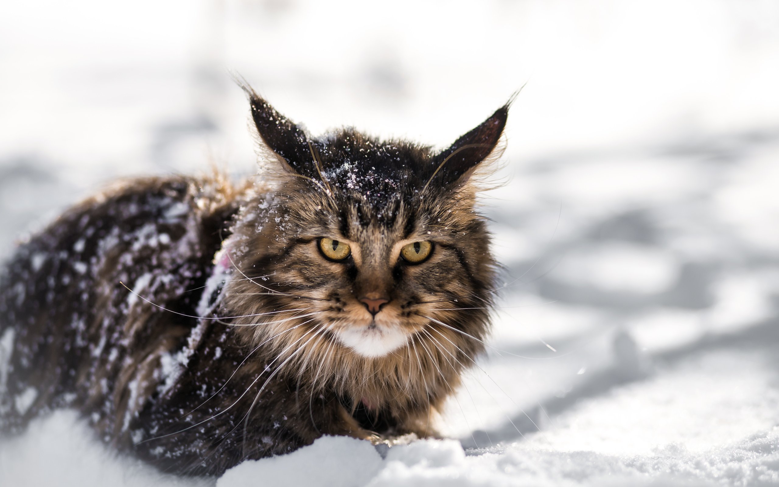 Обои снег, зима, кот, кошка, взгляд, мей-кун, snow, winter, cat, look, mei-kun разрешение 5472x3648 Загрузить