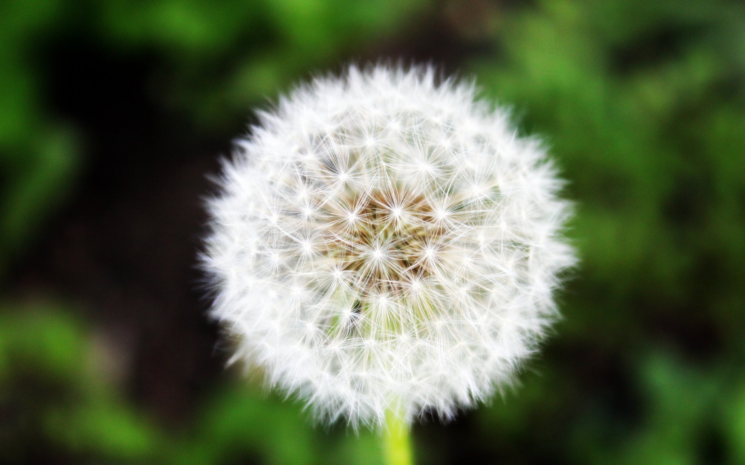 Обои трава, зелень, макро, лето, одуванчик, grass, greens, macro, summer, dandelion разрешение 5184x3456 Загрузить