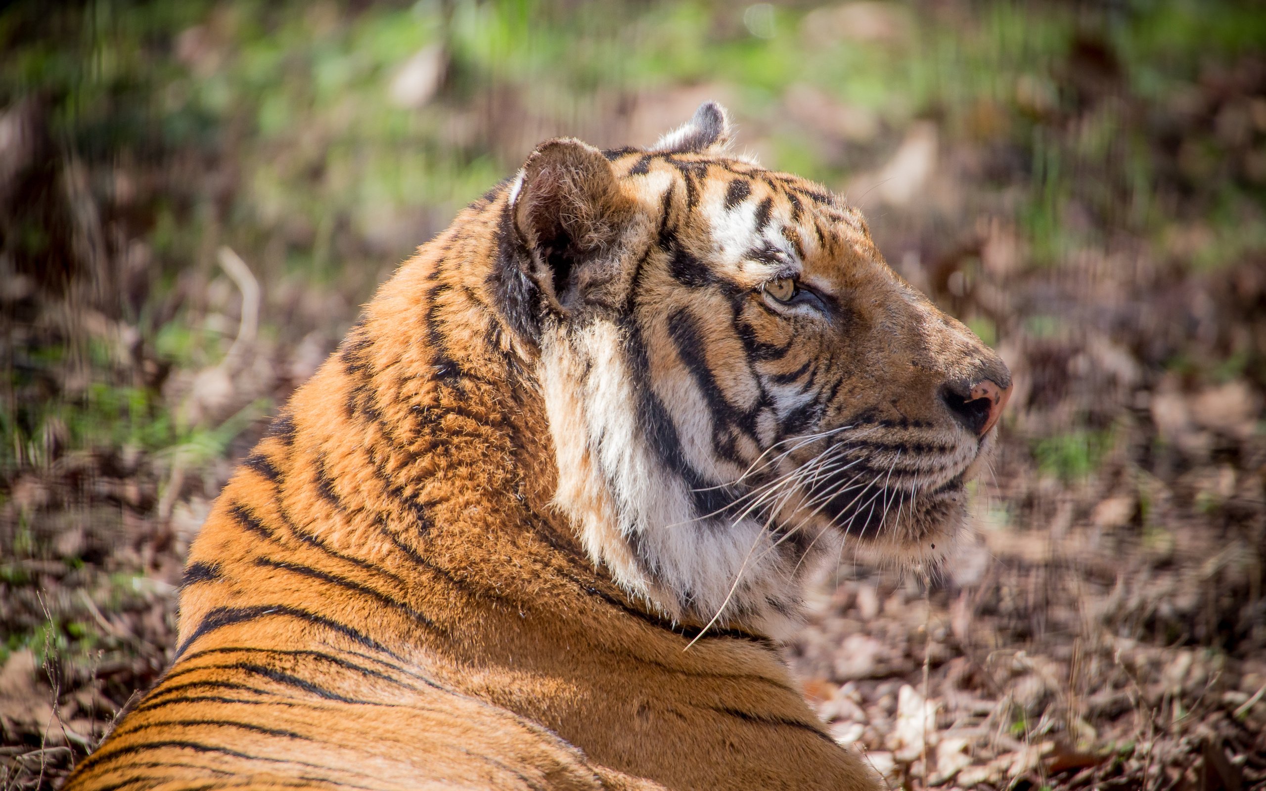 Обои тигр, кошка, профиль, амурский, tiger, cat, profile, amur разрешение 3000x2000 Загрузить