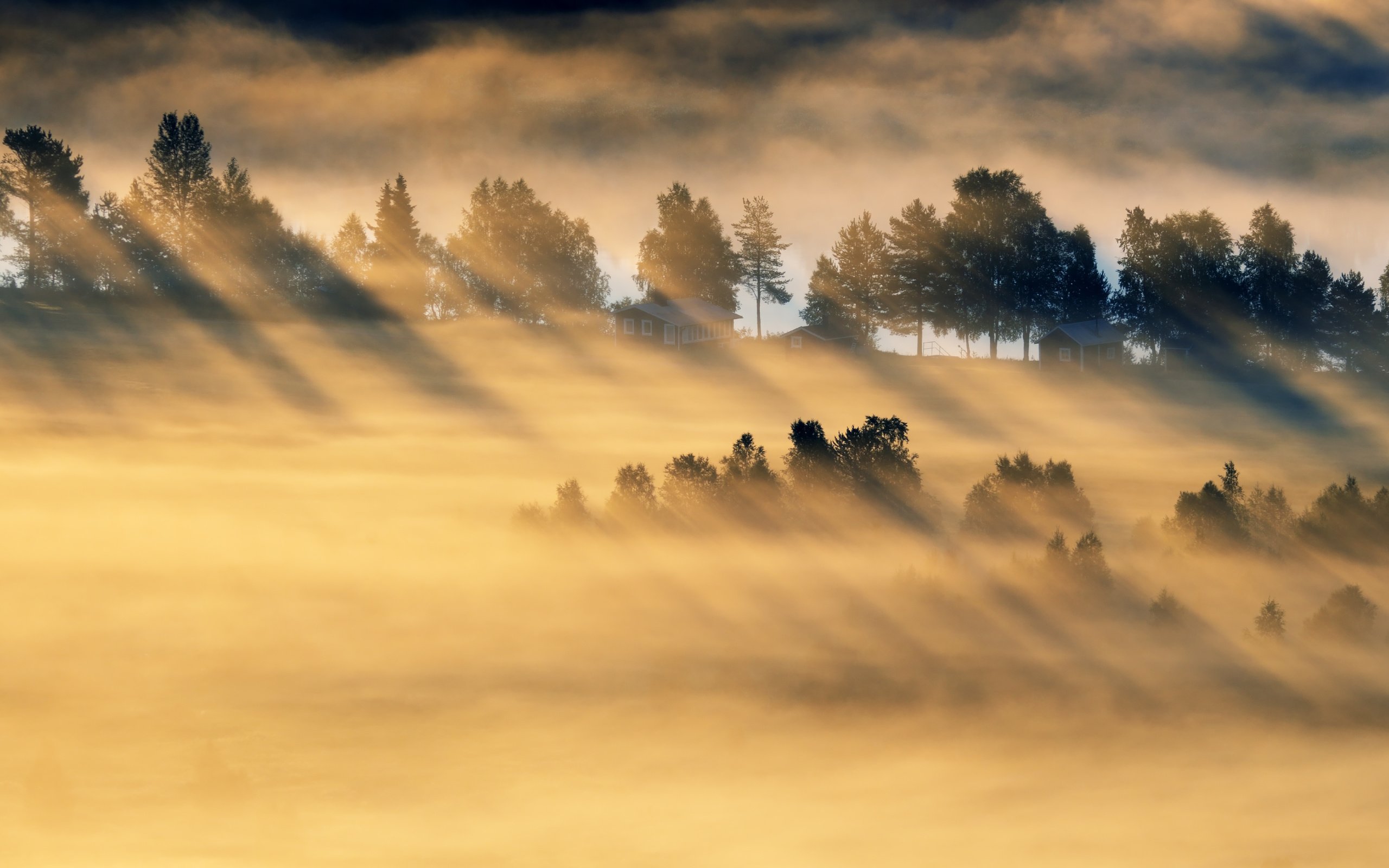 Обои деревья, лес, утро, туман, поле, trees, forest, morning, fog, field разрешение 5079x2857 Загрузить