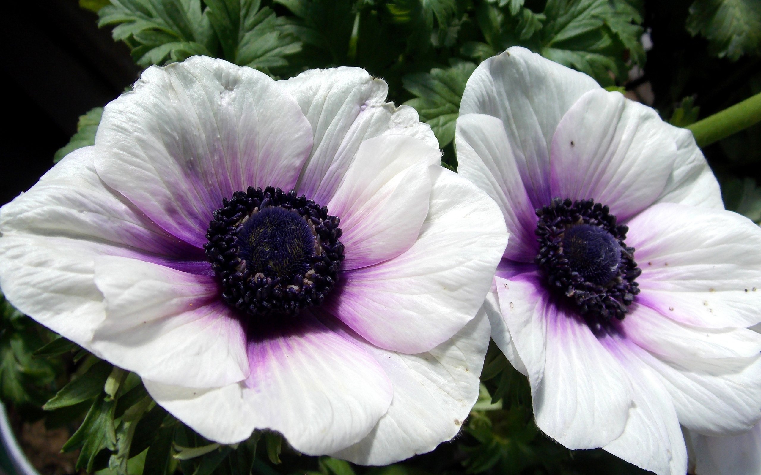 Обои цветы, фото, белый, анемоны, flowers, photo, white, anemones разрешение 3000x2250 Загрузить