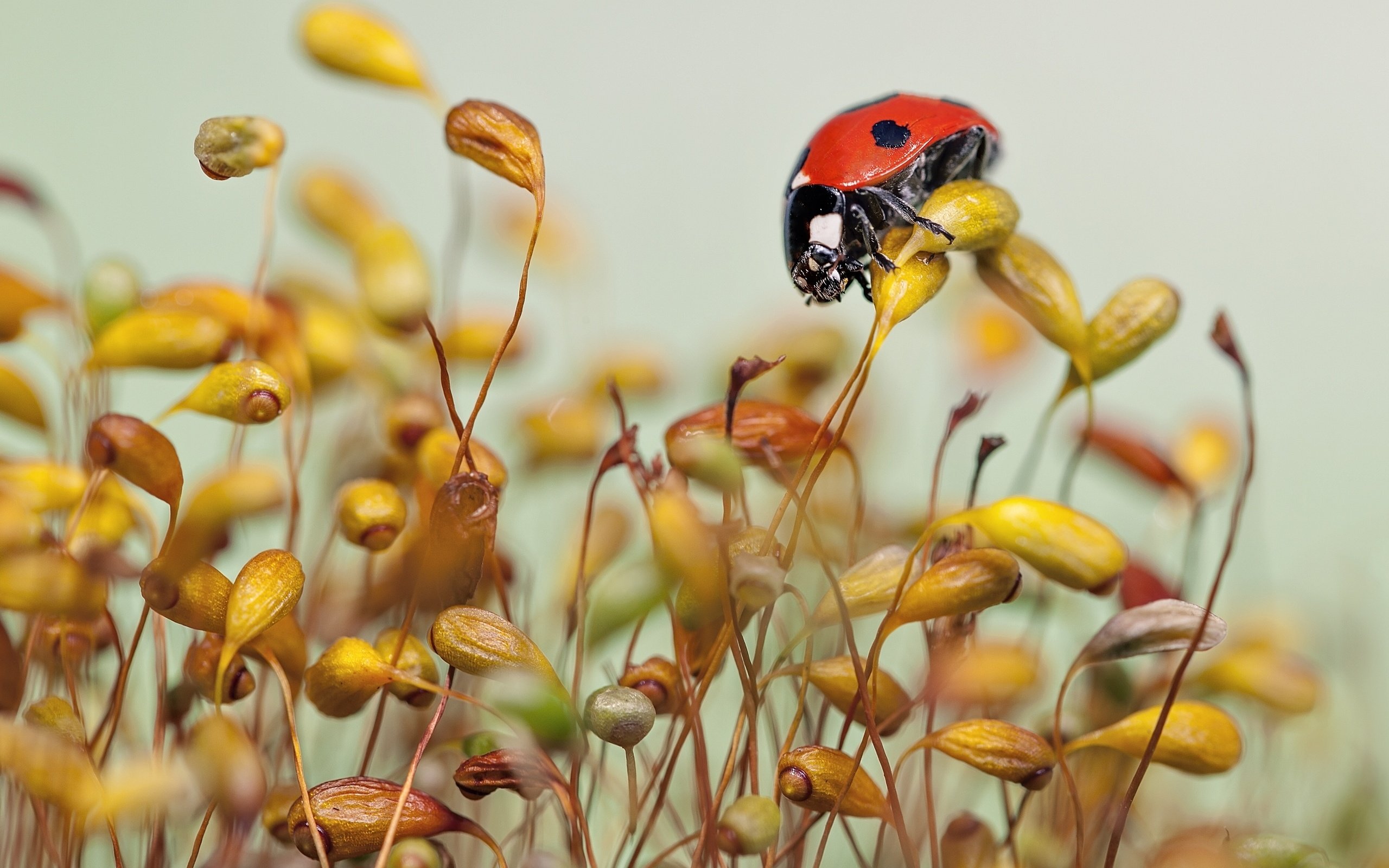 Обои трава, макро, божья коровка, травинки, grass, macro, ladybug разрешение 2560x1955 Загрузить