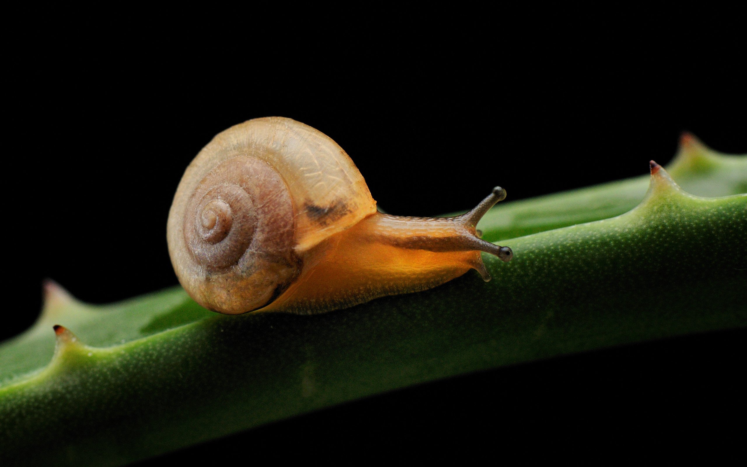 Обои природа, растение, улитка, раковина, nature, plant, snail, sink разрешение 2560x1700 Загрузить