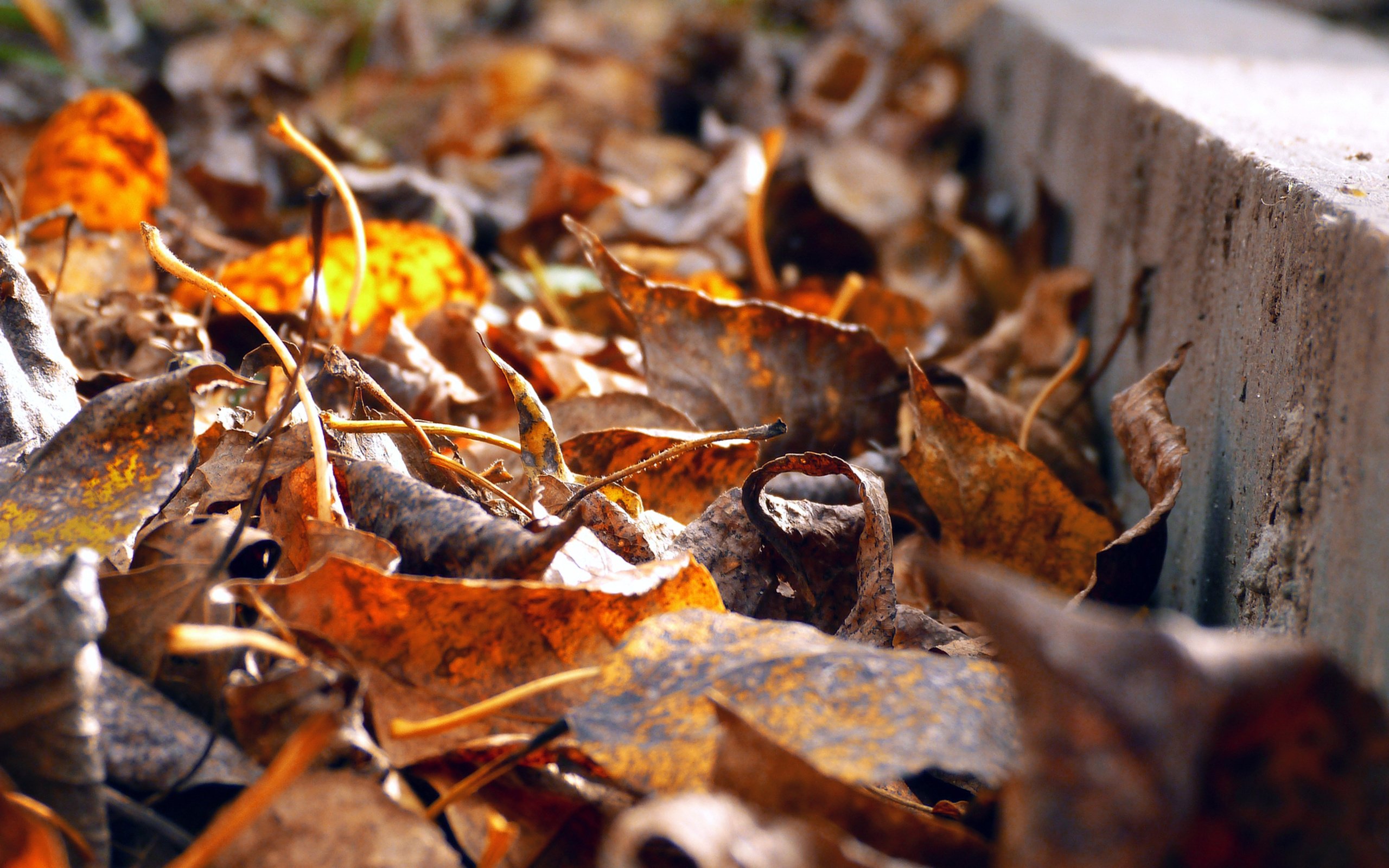 Обои листья, листва, осень, желтые, бордюр, обочина, leaves, foliage, autumn, yellow, border, roadside разрешение 4320x2700 Загрузить