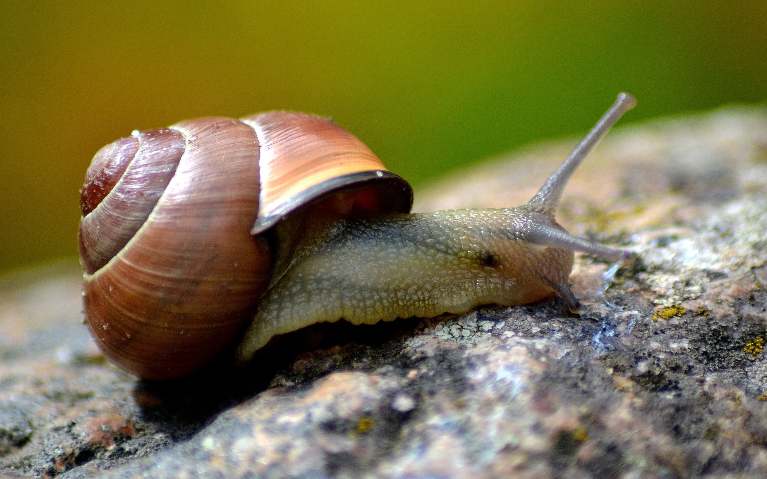 Обои макро, улитка, раковина, macro, snail, sink разрешение 4608x3072 Загрузить