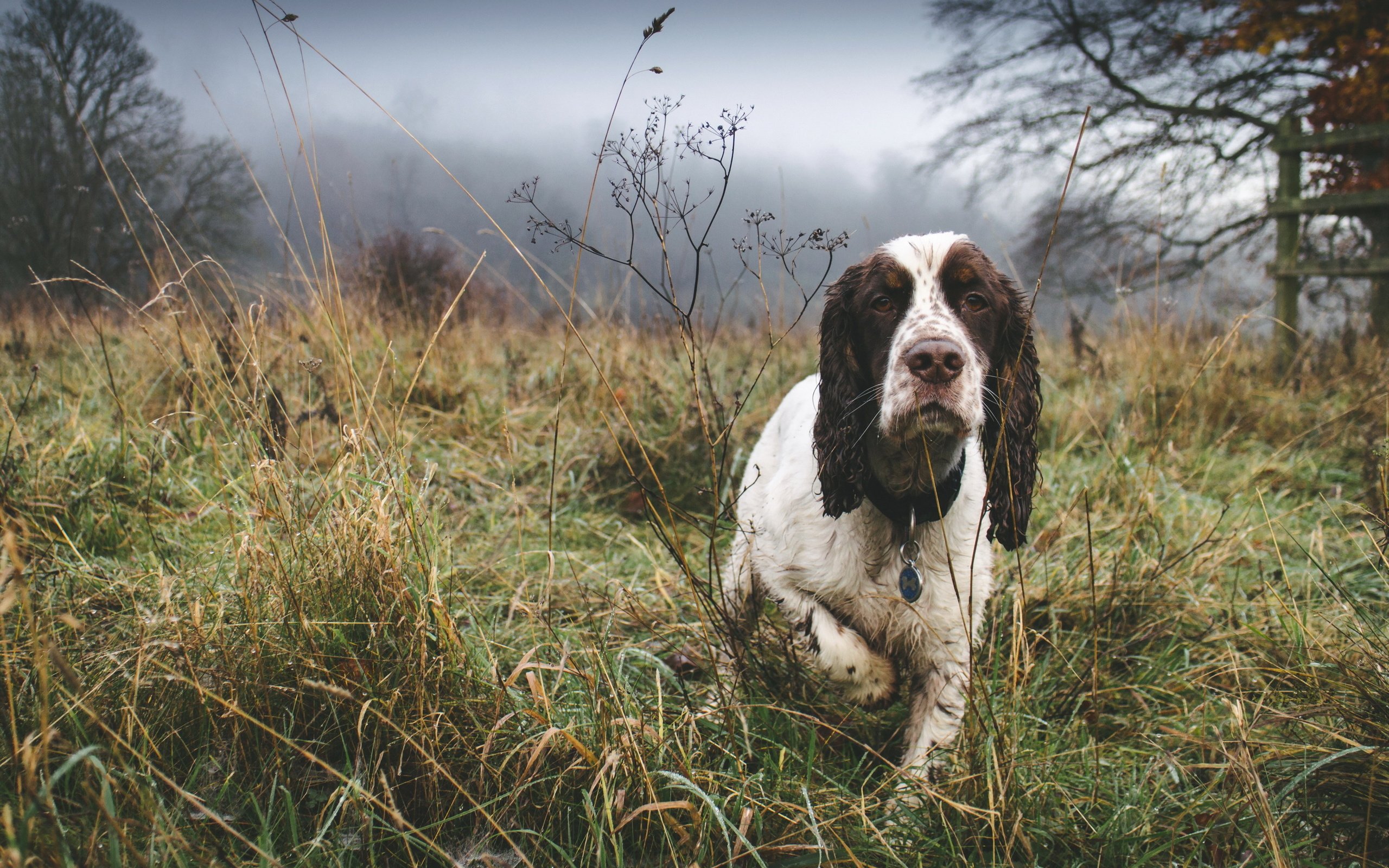 Обои туман, собака, друг, спаниель, fog, dog, each, spaniel разрешение 3000x2000 Загрузить